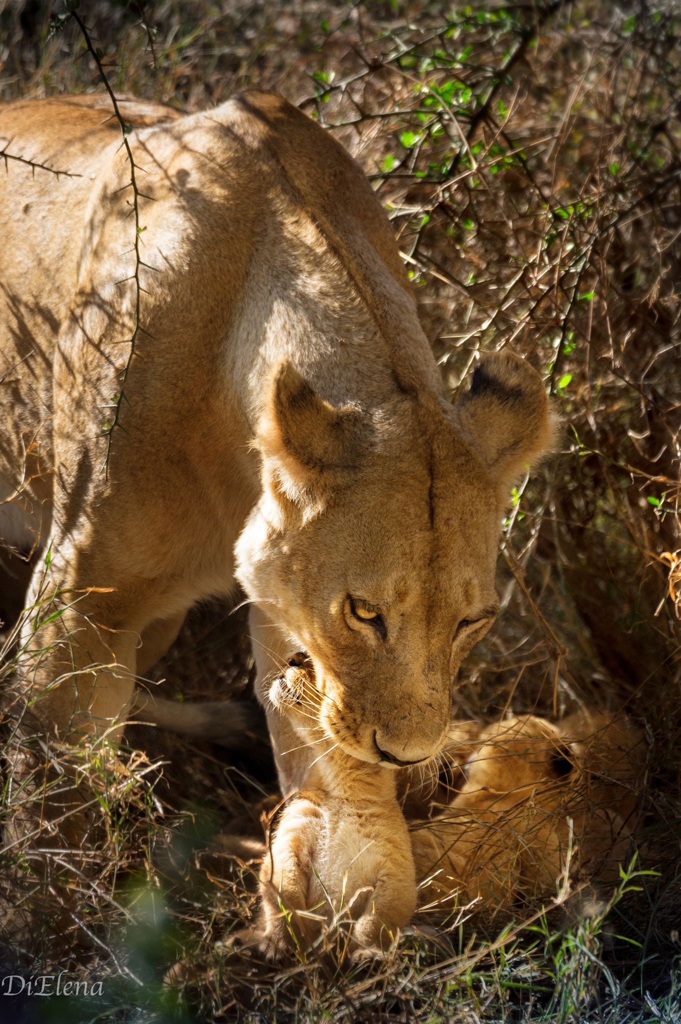Nikon D4S + Sigma 150-600mm F5-6.3 DG OS HSM | S sample photo. Lioness with the baby photography
