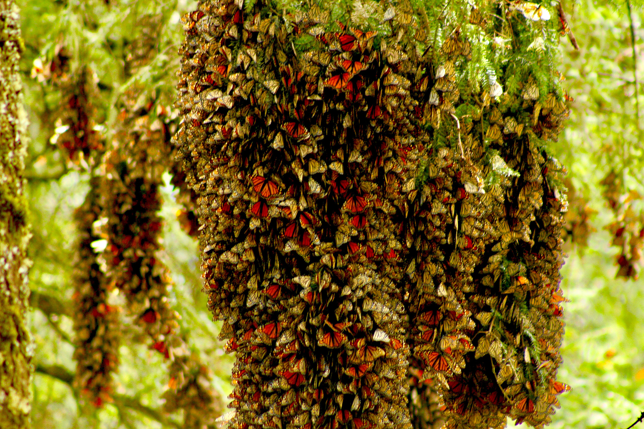 Canon EOS 7D + EF75-300mm f/4-5.6 sample photo. Monarch butterflies photography