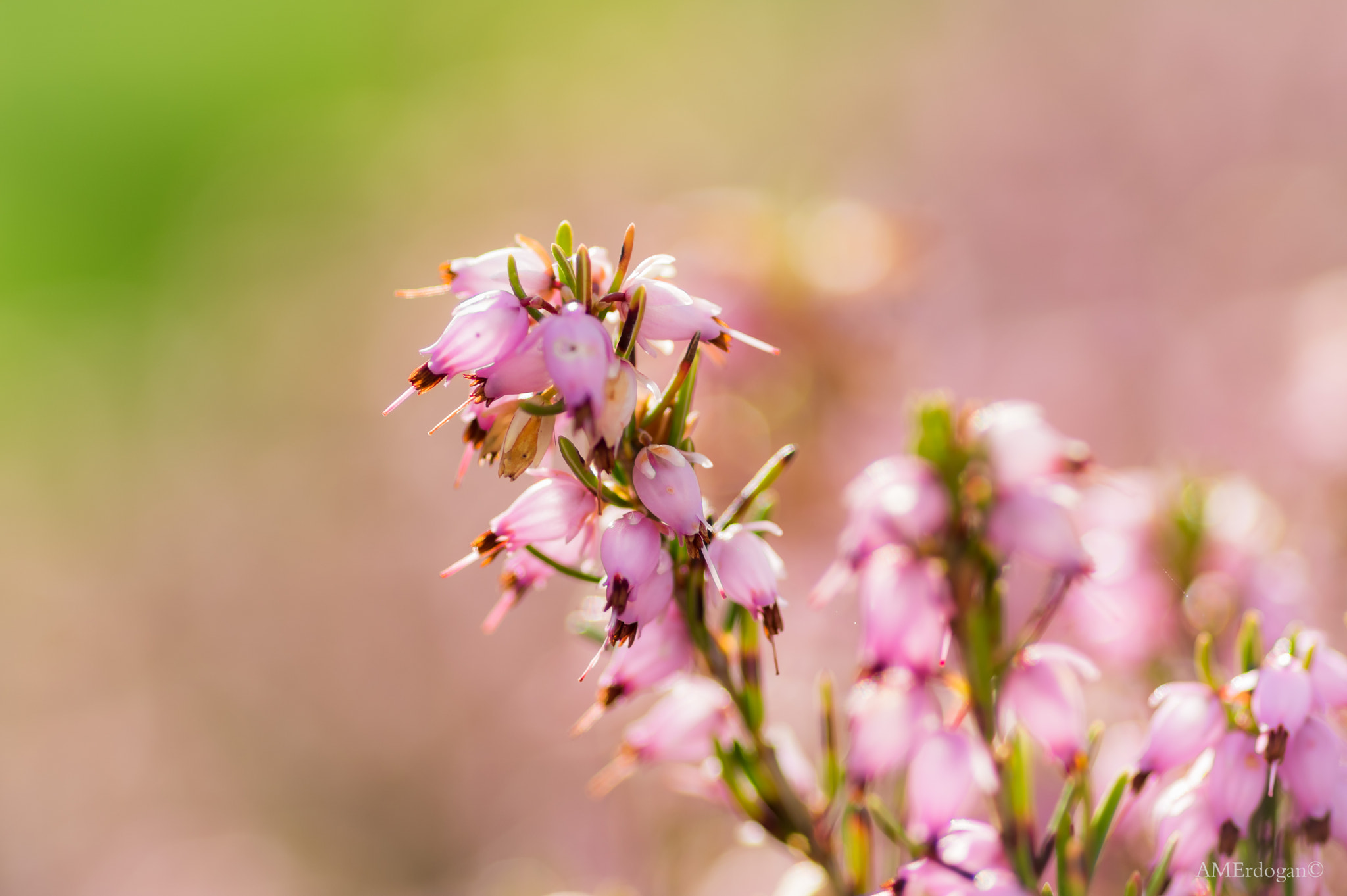 Pentax K-3 II sample photo. Flowering winter garden photography