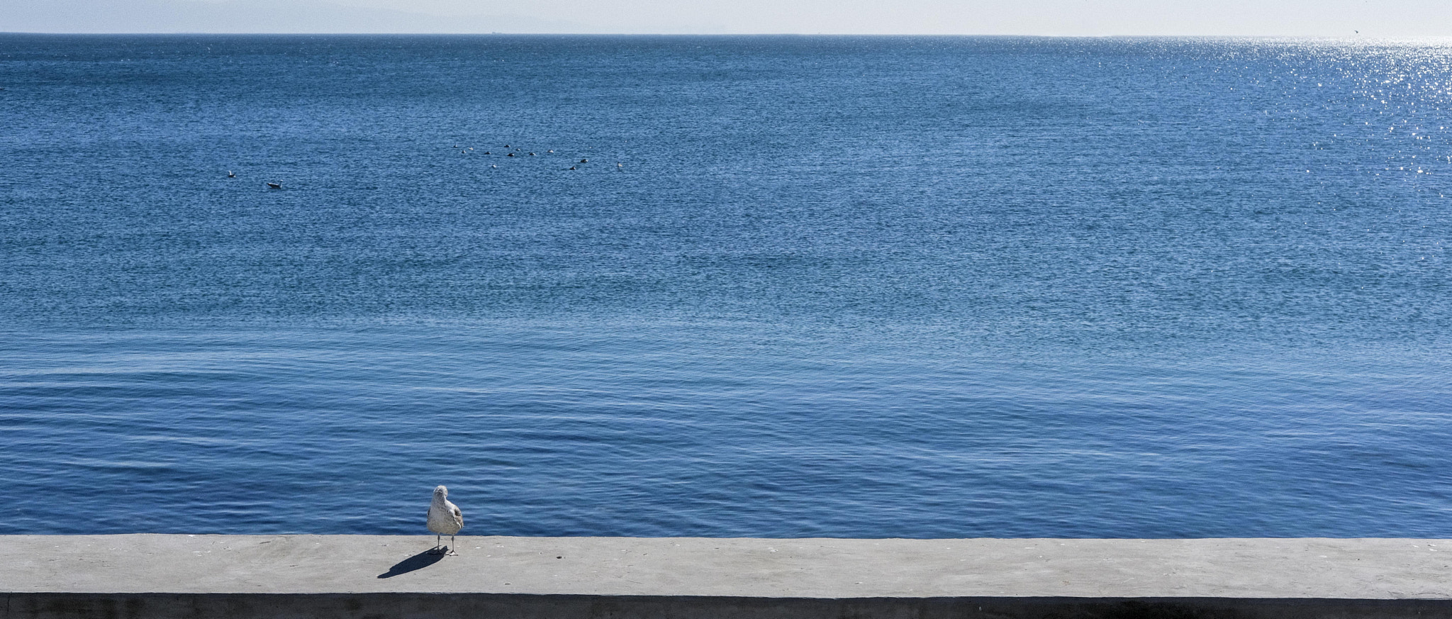 Fujifilm X-Pro2 sample photo. Minimalistic shot of seascape with aingle seagull standing. photography