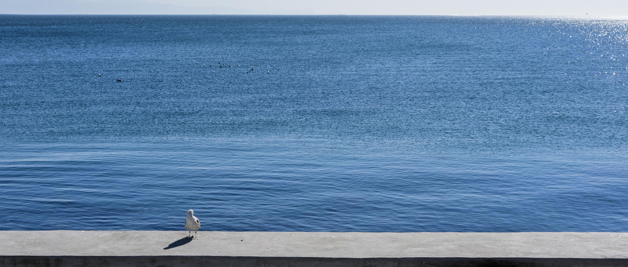 Fujifilm X-Pro2 + Fujifilm XF 35mm F2 R WR sample photo. Minimalistic shot of seascape with aingle seagull standing. photography