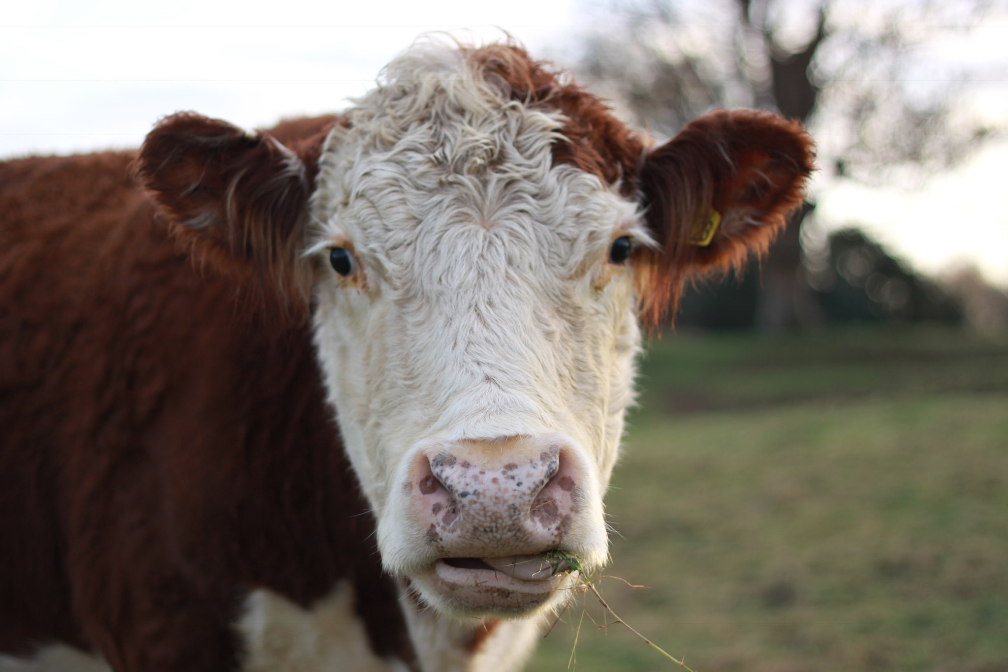 Canon EOS 50D sample photo. Cow photography