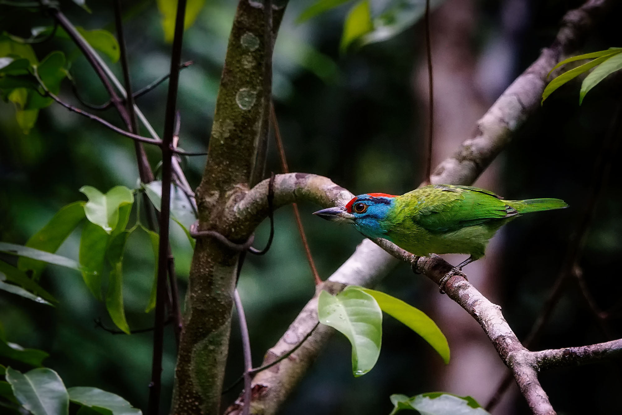 Sony ILCA-77M2 sample photo. Blue-throated barbet photography