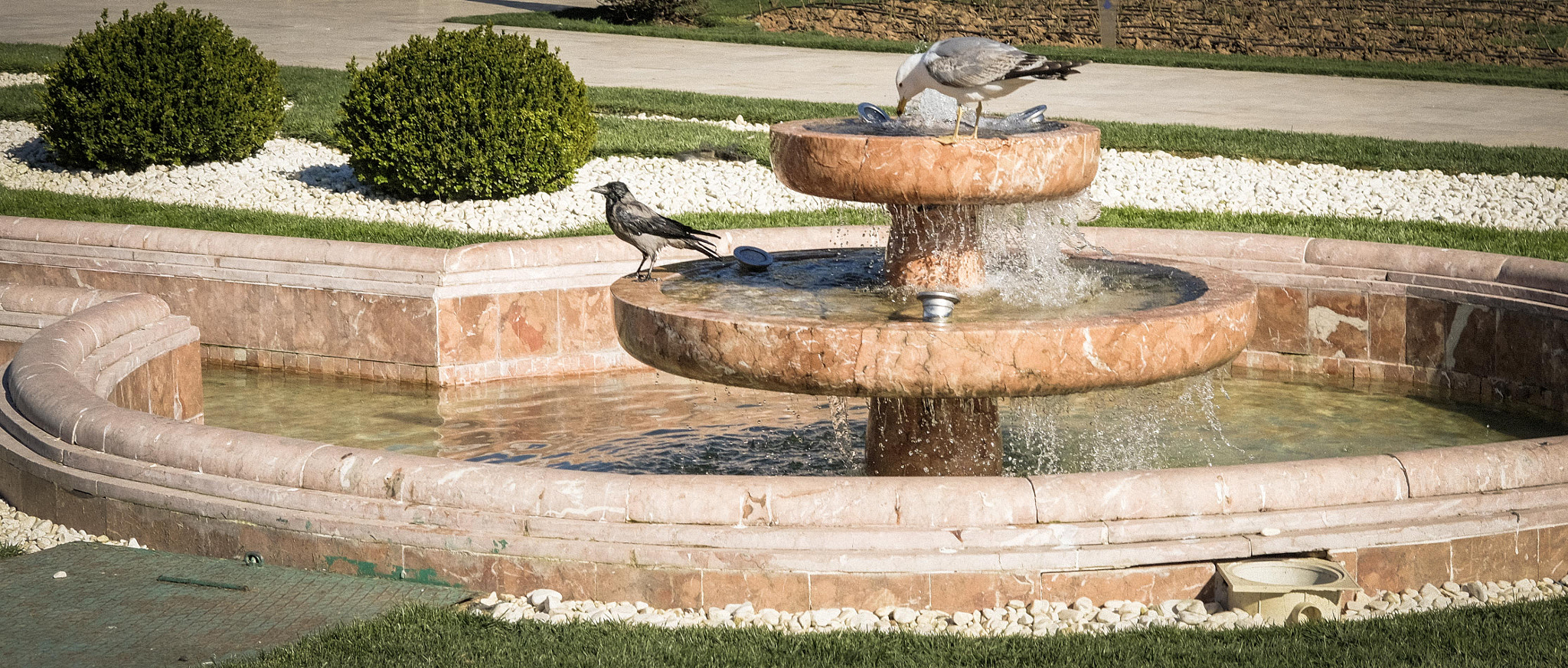 Fujifilm X-Pro2 + Fujifilm XF 35mm F2 R WR sample photo. Two birds at water fountain photography