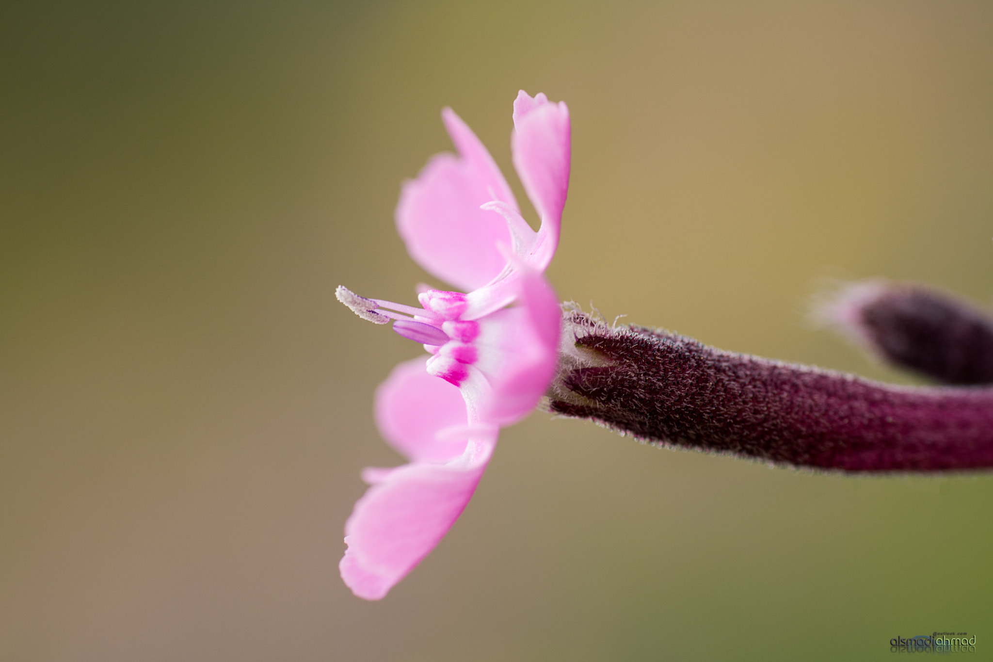 Canon EOS 750D (EOS Rebel T6i / EOS Kiss X8i) + Canon EF 100mm F2.8L Macro IS USM sample photo. Wildflower 9 photography