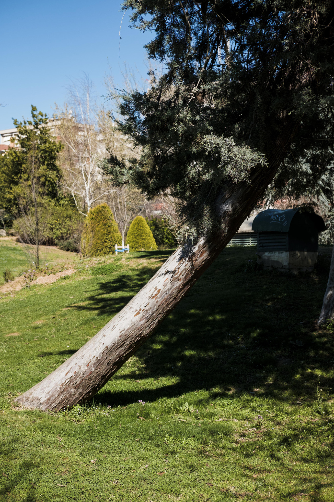 Fujifilm X-Pro2 sample photo. Leaning tree photography