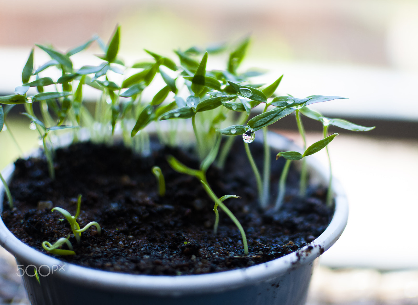 Nikon D3000 + Nikon AF-S DX Nikkor 35mm F1.8G sample photo. Fresh chili seedlings in a plastic container photography