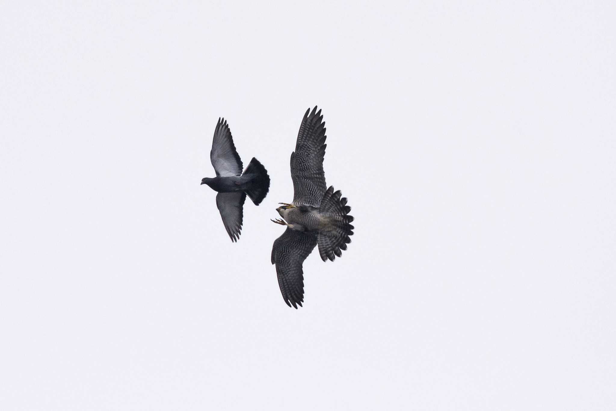 Nikon Nikkor AF-S 300mm F4E PF ED VR sample photo. Playing with your food photography