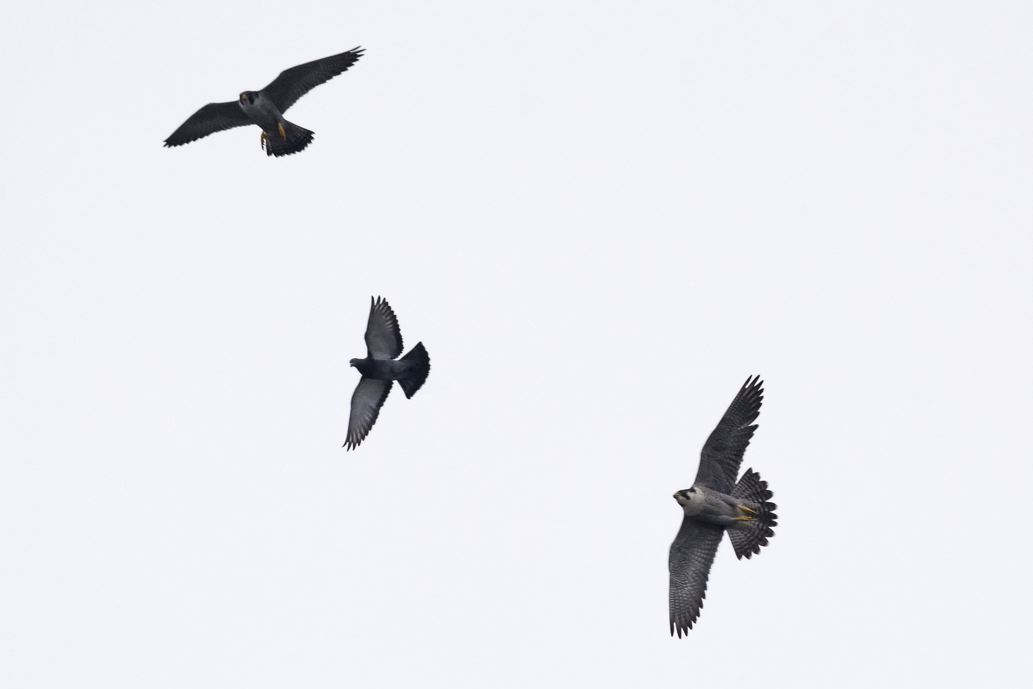 Nikon Nikkor AF-S 300mm F4E PF ED VR sample photo. Playing with your food photography