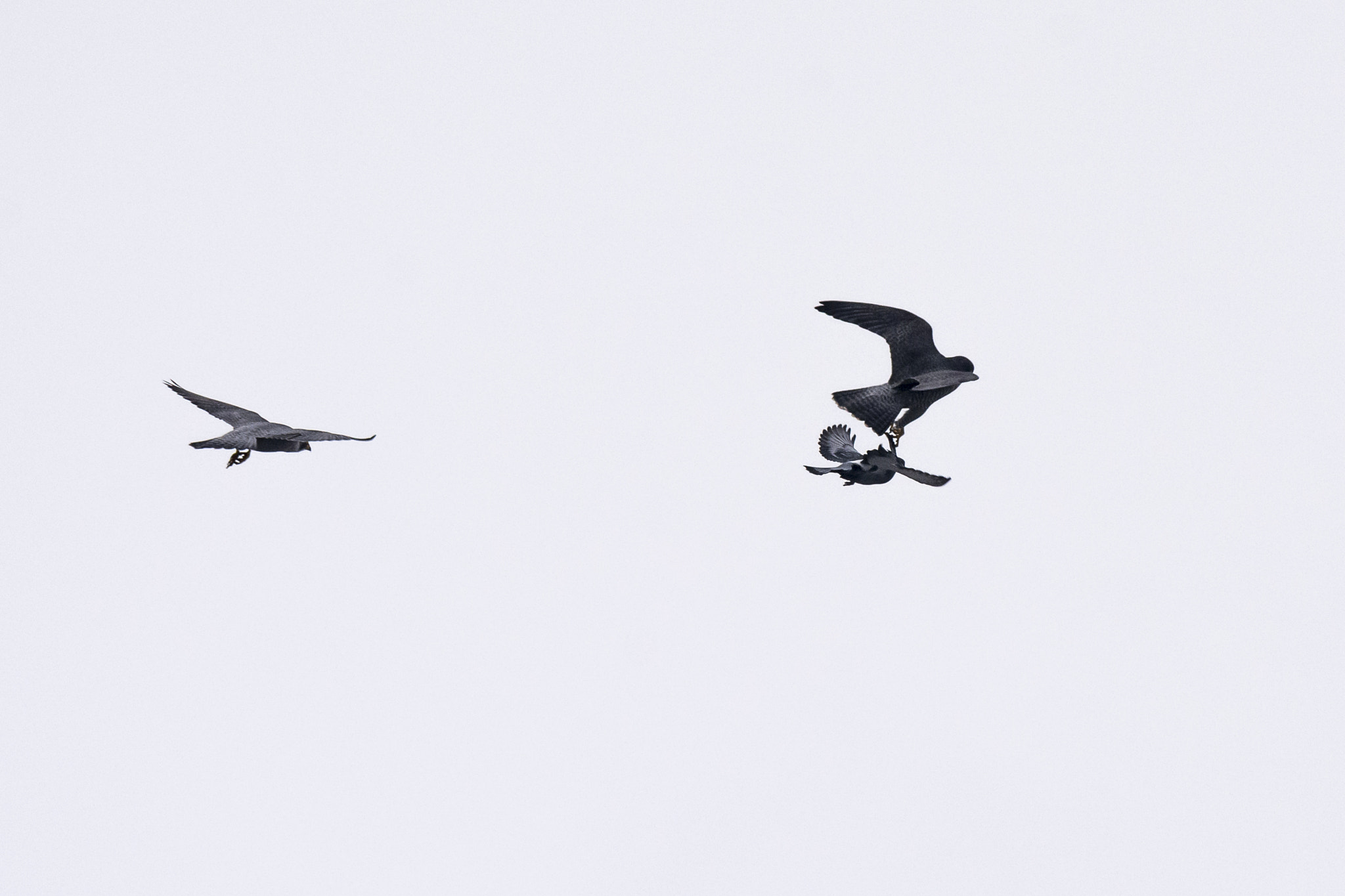 Nikon Nikkor AF-S 300mm F4E PF ED VR sample photo. Playing with your food photography