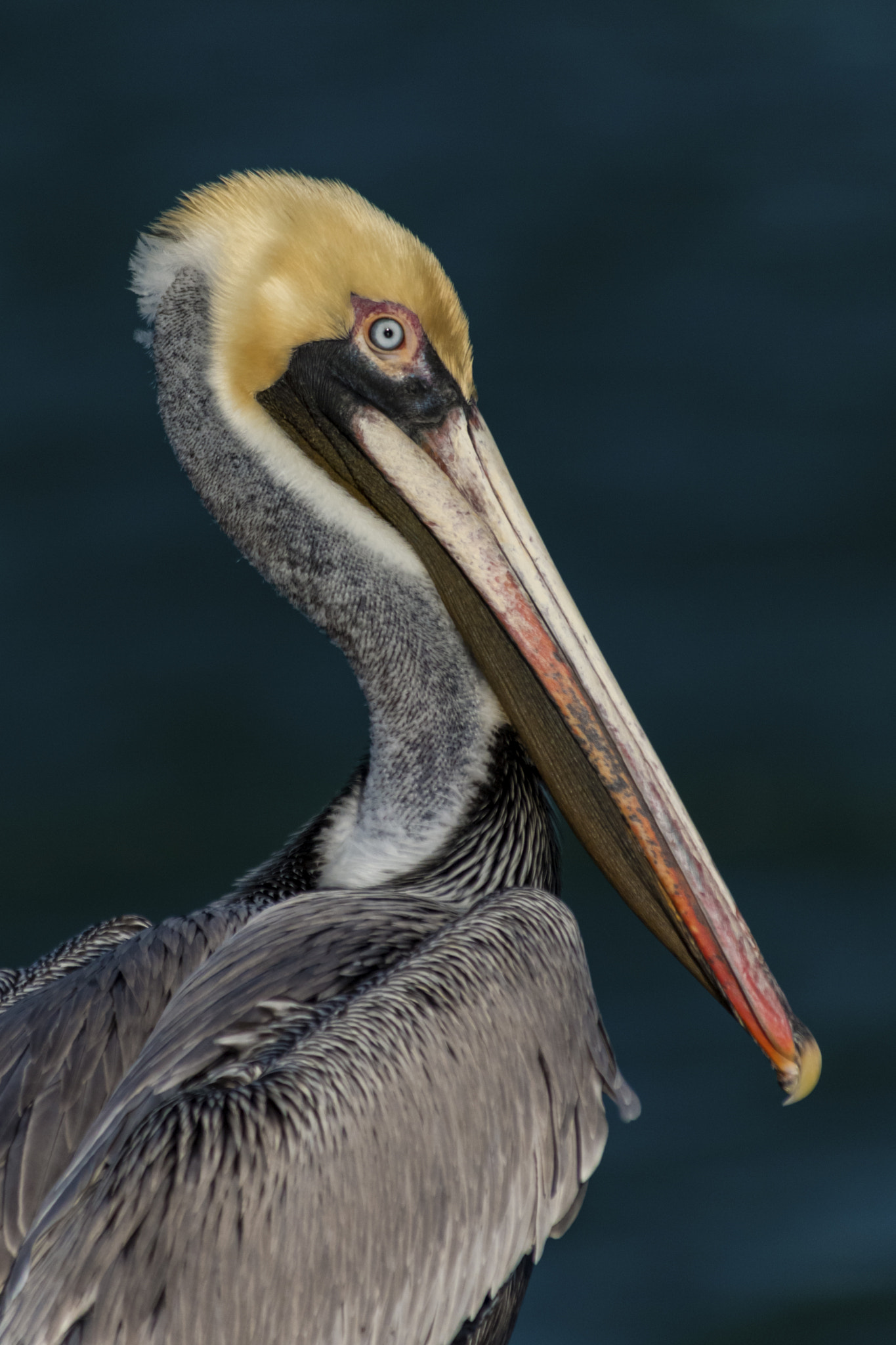 Canon EF 70-300mm F4-5.6 IS USM sample photo. Pelican portrait photography