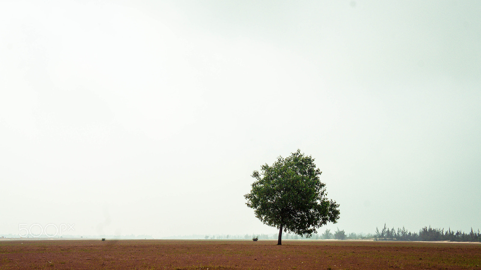 Sony Alpha NEX-C3 + Sony E 18-55mm F3.5-5.6 OSS sample photo. Lonely tree photography