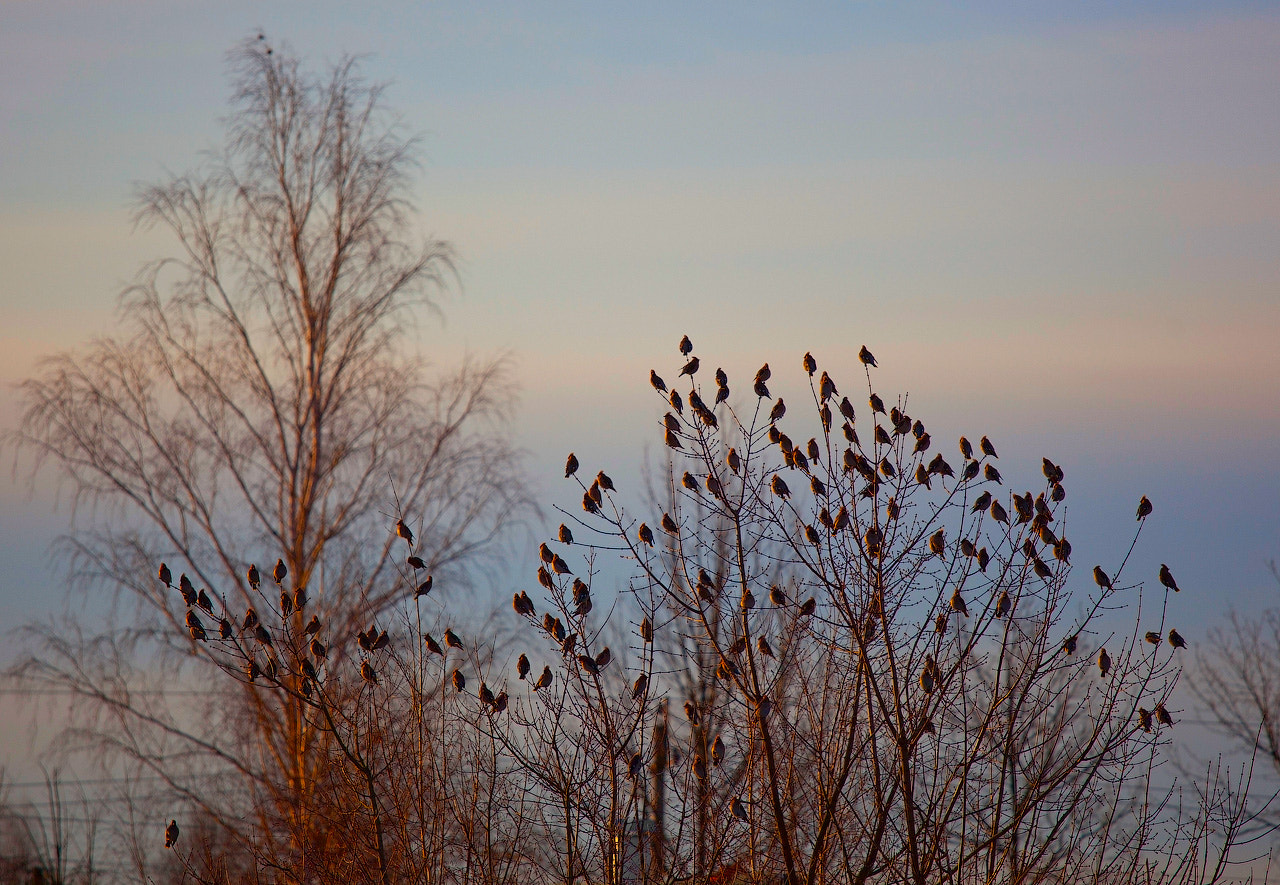 Canon EF 70-200mm F4L IS USM sample photo. One warm morning photography