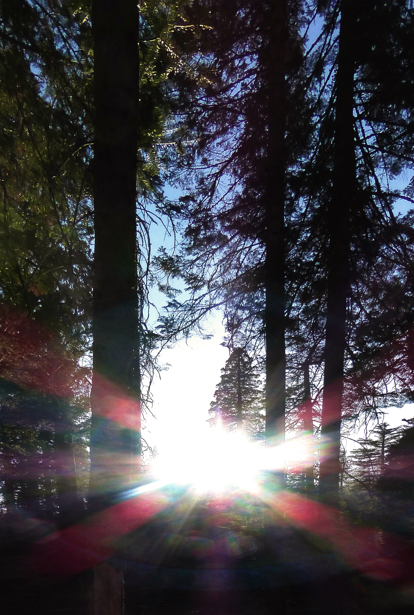 Panasonic Lumix DMC-ZS25 (Lumix DMC-TZ35) sample photo. Yosemite sun peeking through the sequoias photography