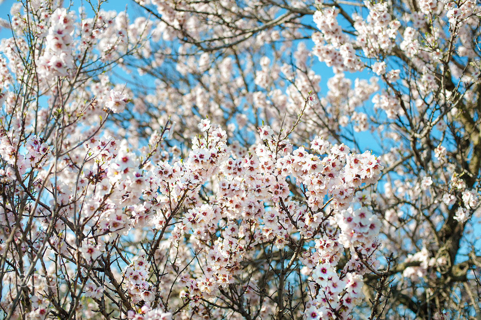 Nikon D700 + Nikon AF Nikkor 50mm F1.4D sample photo. Blooming tree with pink flowers in spring. springtime. sunny day photography