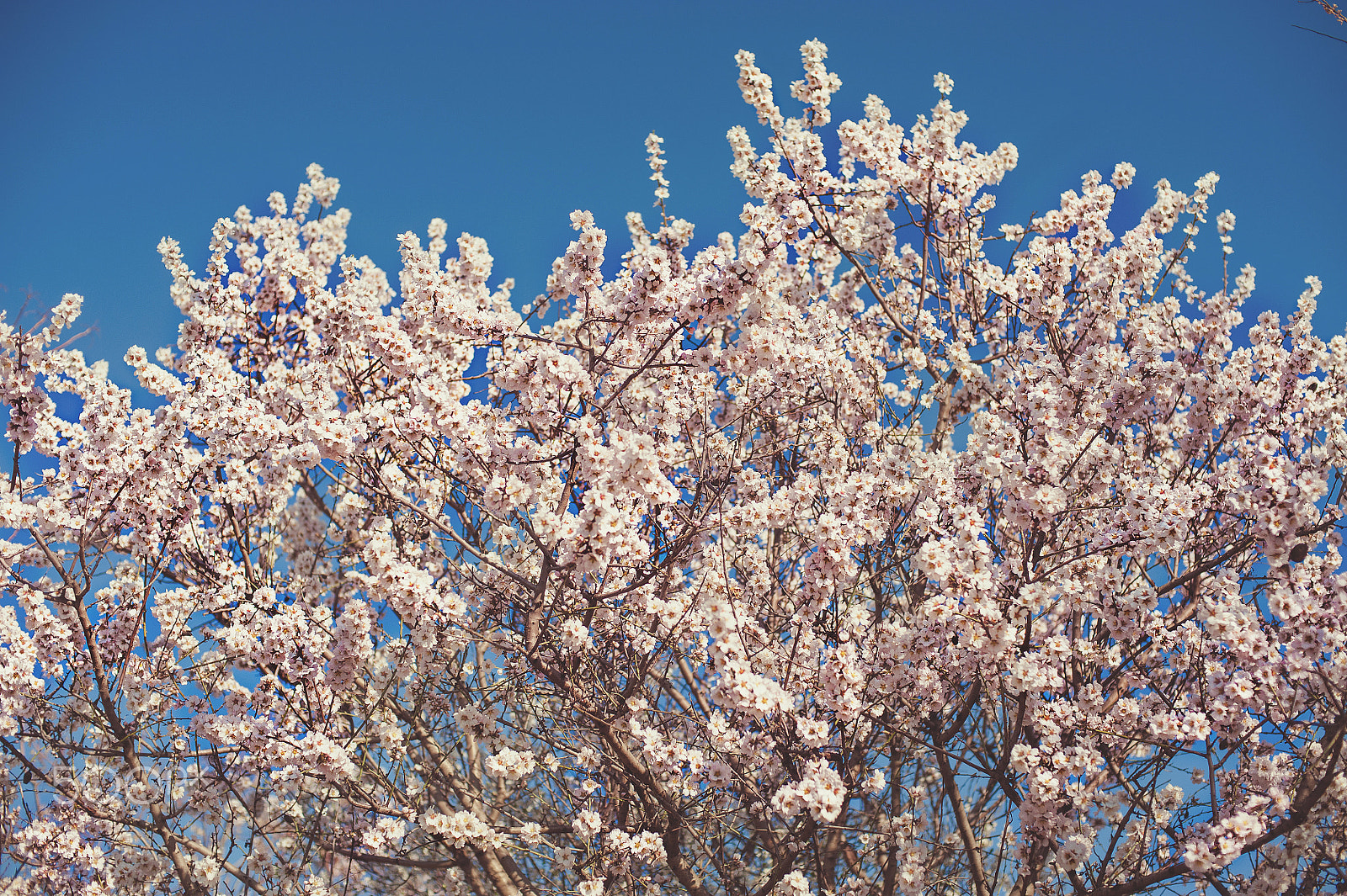 Nikon D700 + Nikon AF Nikkor 50mm F1.4D sample photo. Tree in bloom with blossoms on branches. pink flowers against a bright blue sky. photography
