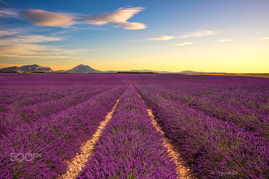 Canon EOS 5DS R + Canon EF 24-105mm F4L IS USM sample photo. Lavender flower blooming fields. provence, france photography
