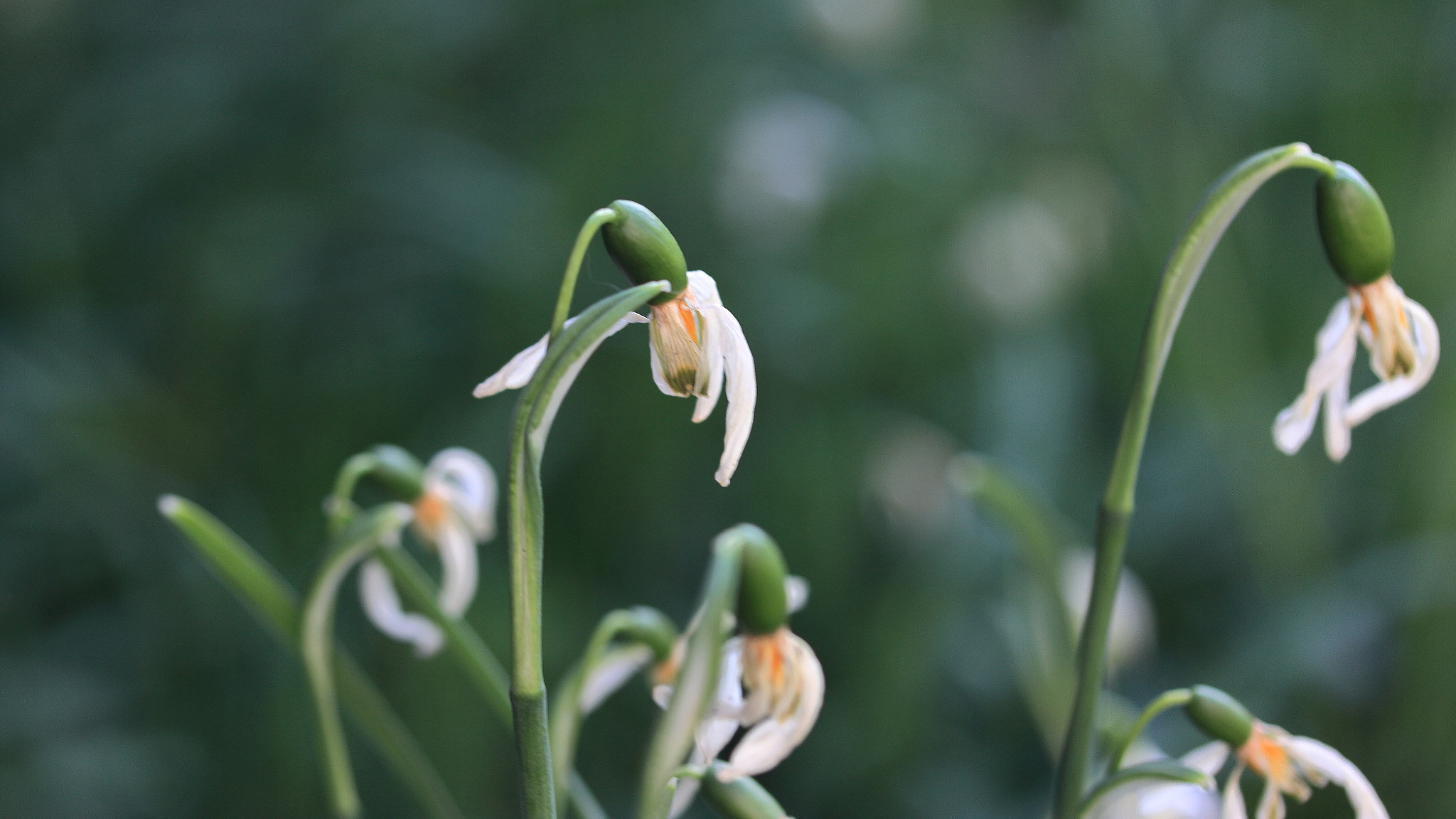 Canon EF-S 60mm F2.8 Macro USM sample photo. Down photography