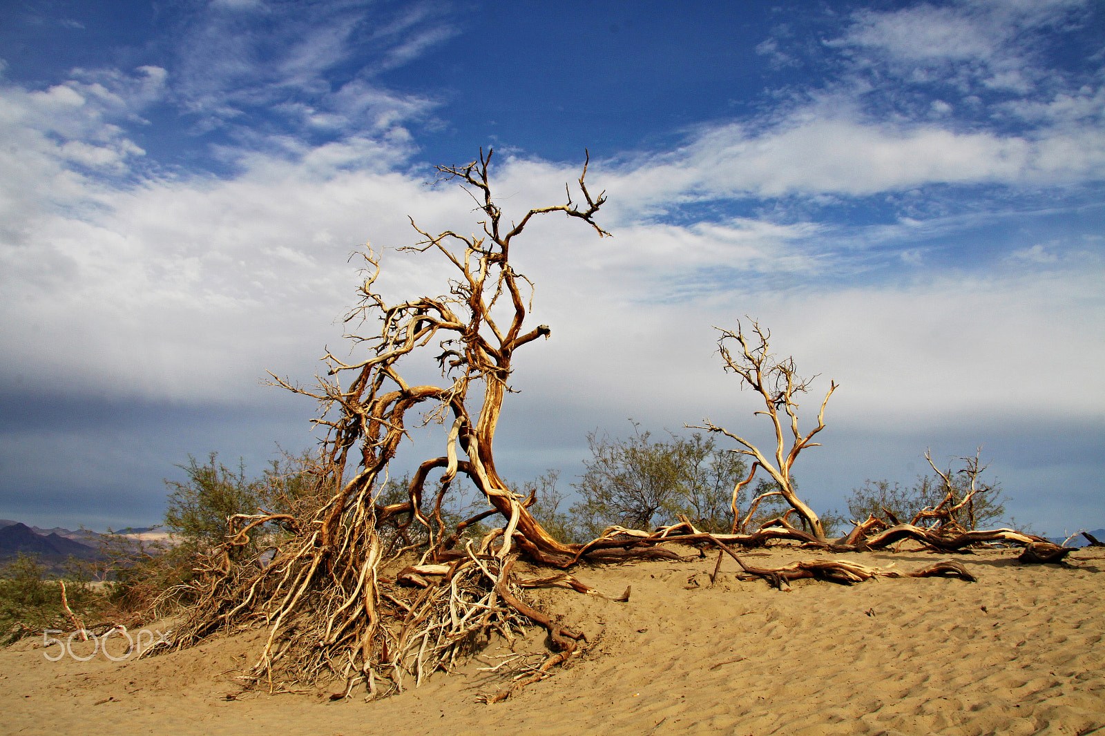 Canon EF-S 17-85mm F4-5.6 IS USM sample photo. Dead tree in the desert, death valley photography