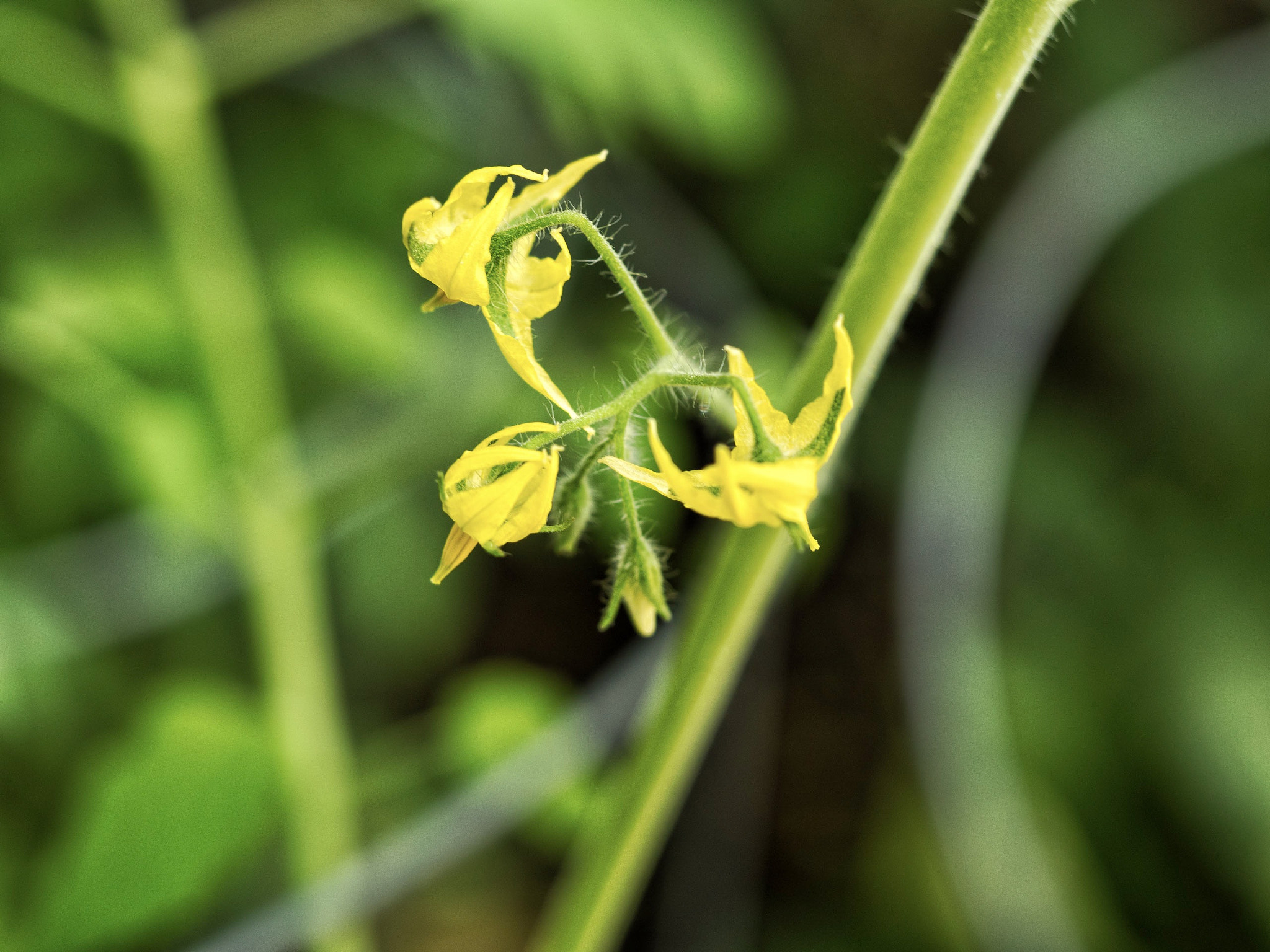 Olympus M.Zuiko Digital ED 60mm F2.8 Macro sample photo. Tomato flowers photography