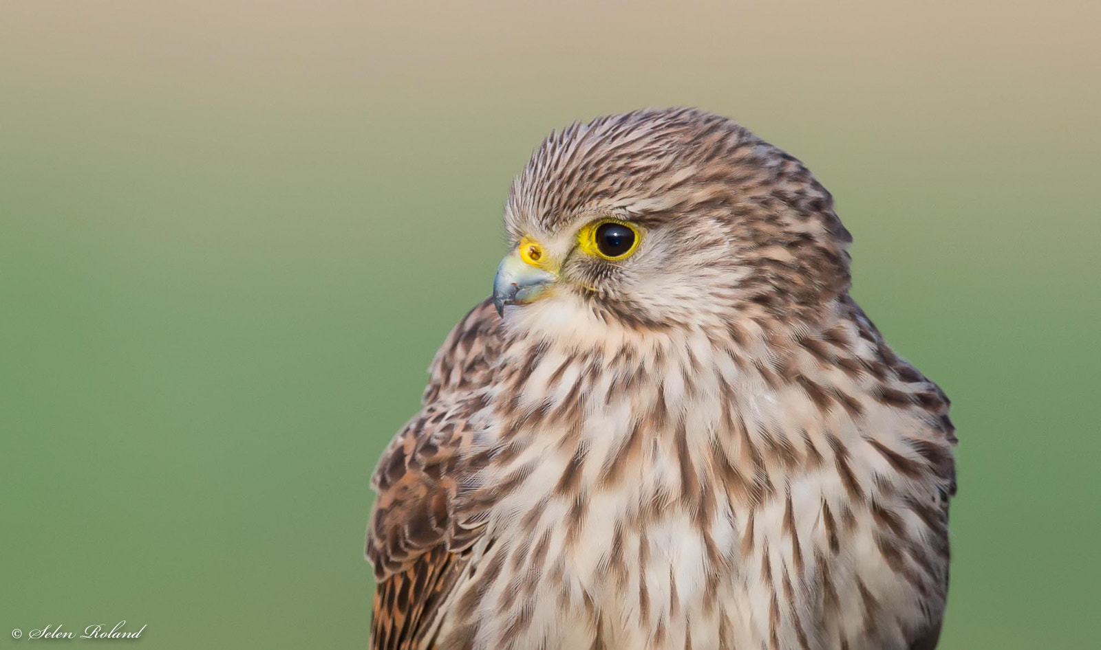 Nikon D4 + Nikon AF-S Nikkor 500mm F4G ED VR sample photo. Torenvalk - close up kestrel photography