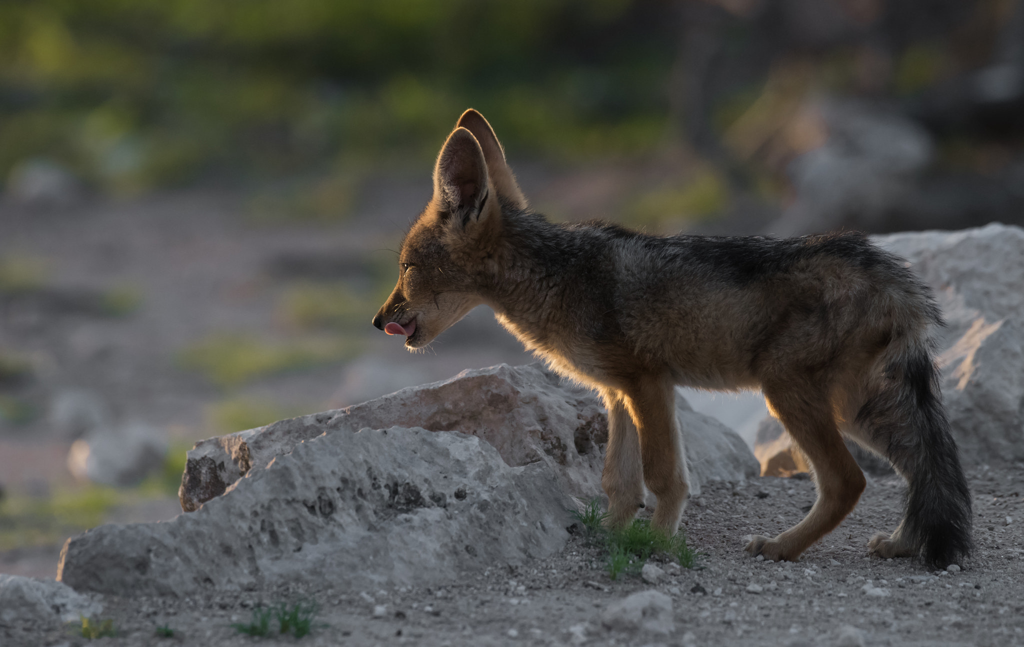 Nikon D810 + Nikon AF-S Nikkor 600mm F4G ED VR sample photo. Jackal pup photography