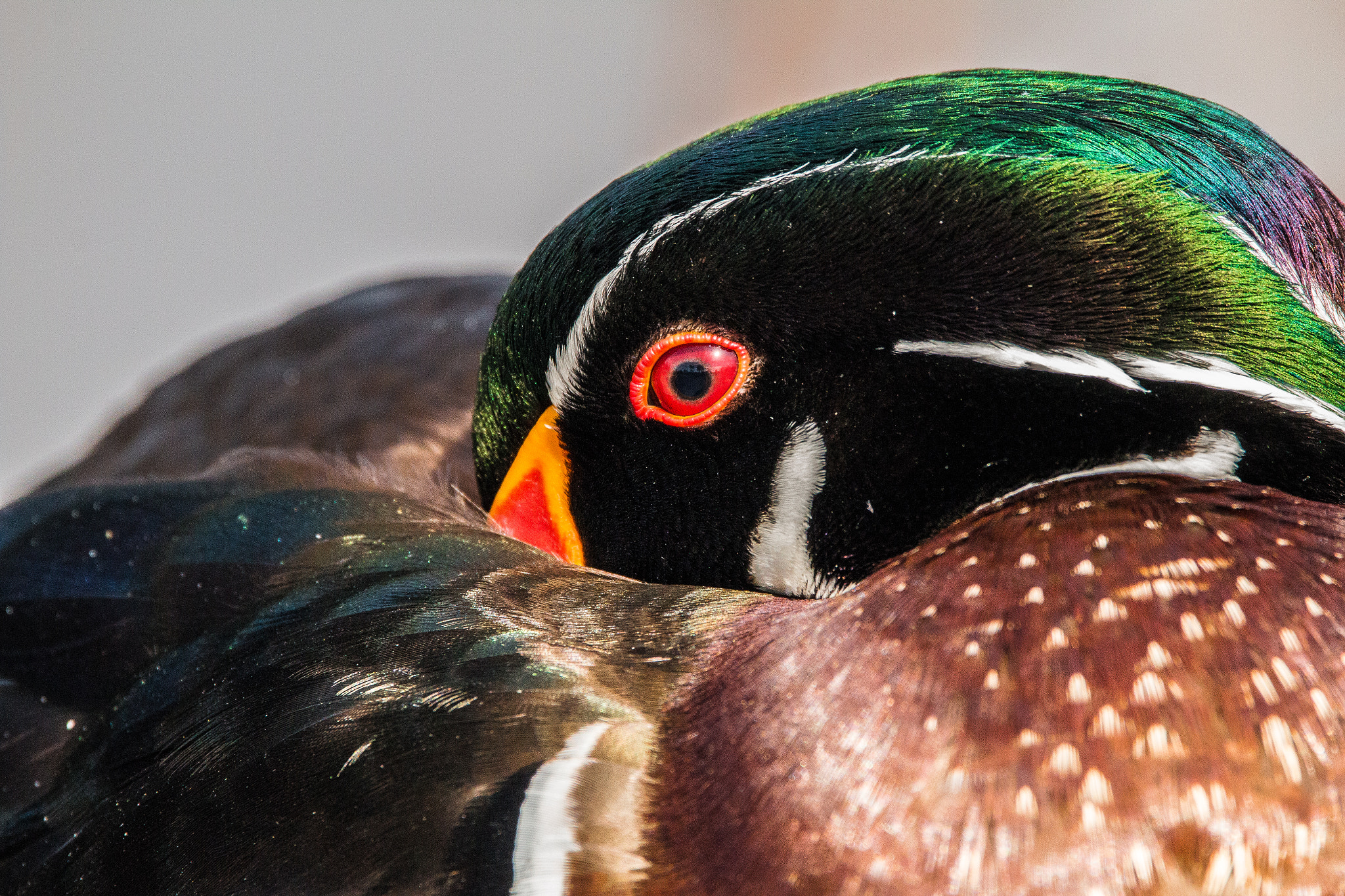 150-600mm F5-6.3 DG OS HSM | Contemporary 015 sample photo. Head shot photography