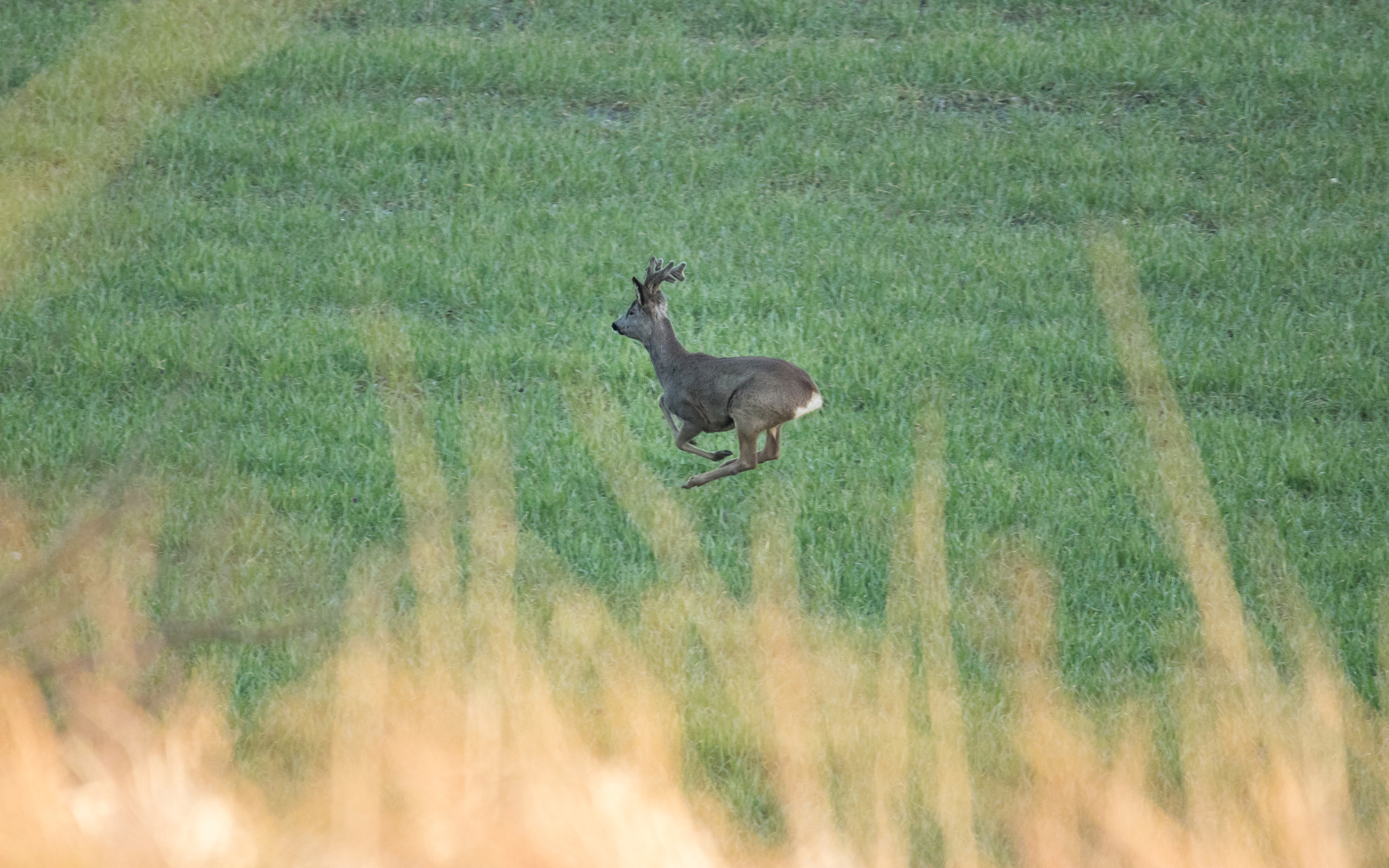 150-600mm F5-6.3 DG OS HSM | Sports 014 sample photo. Jumping spring photography