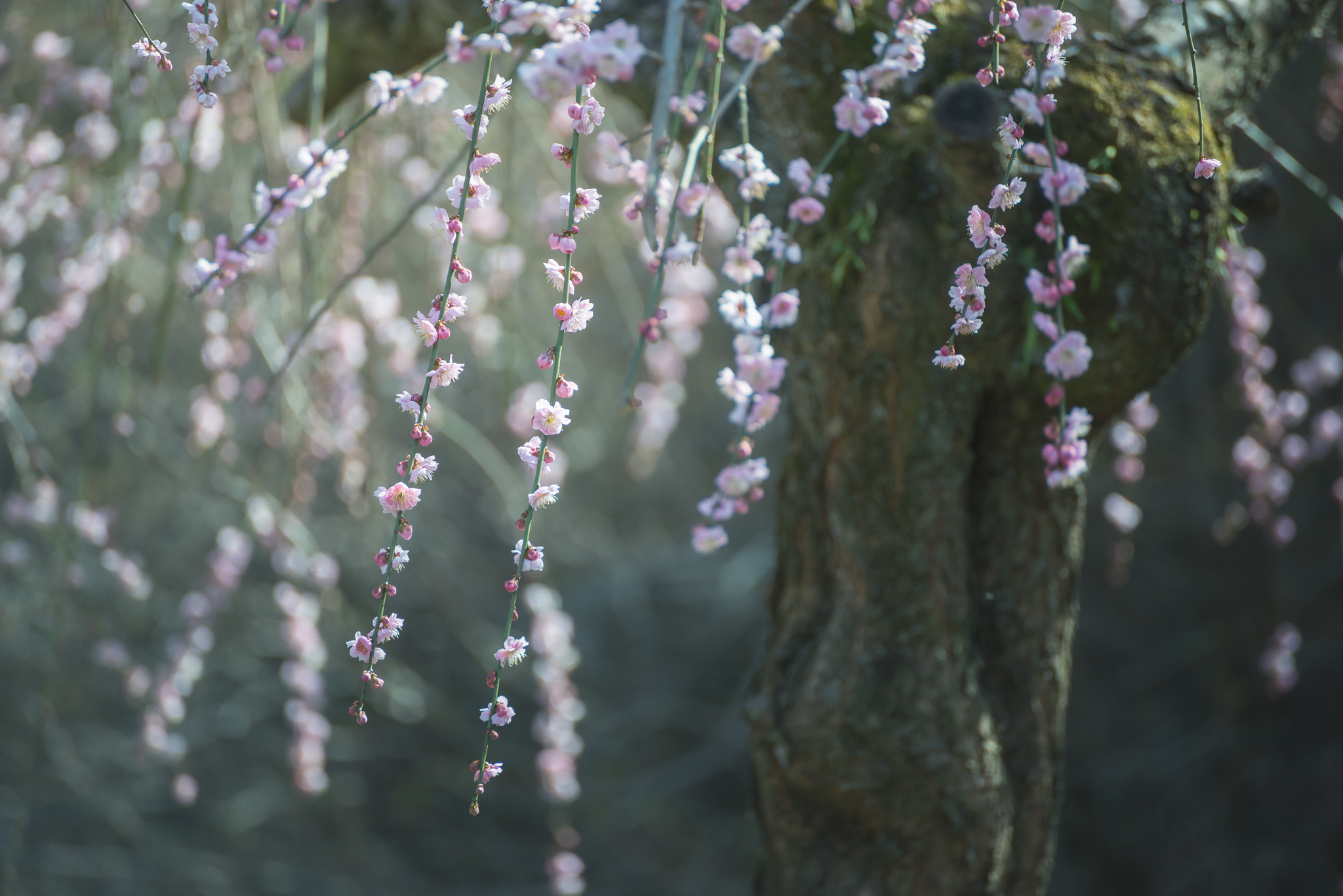 Nikon D800 sample photo. Dangling plum photography