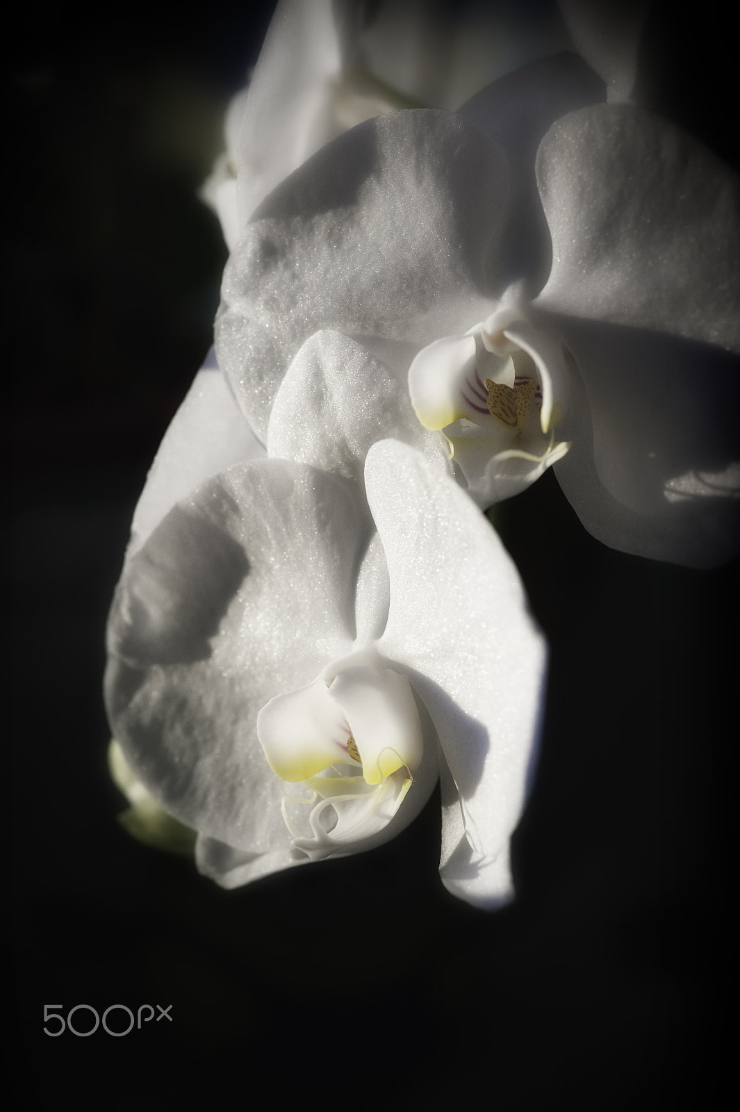 Nikon D700 sample photo. Orchid number three photography
