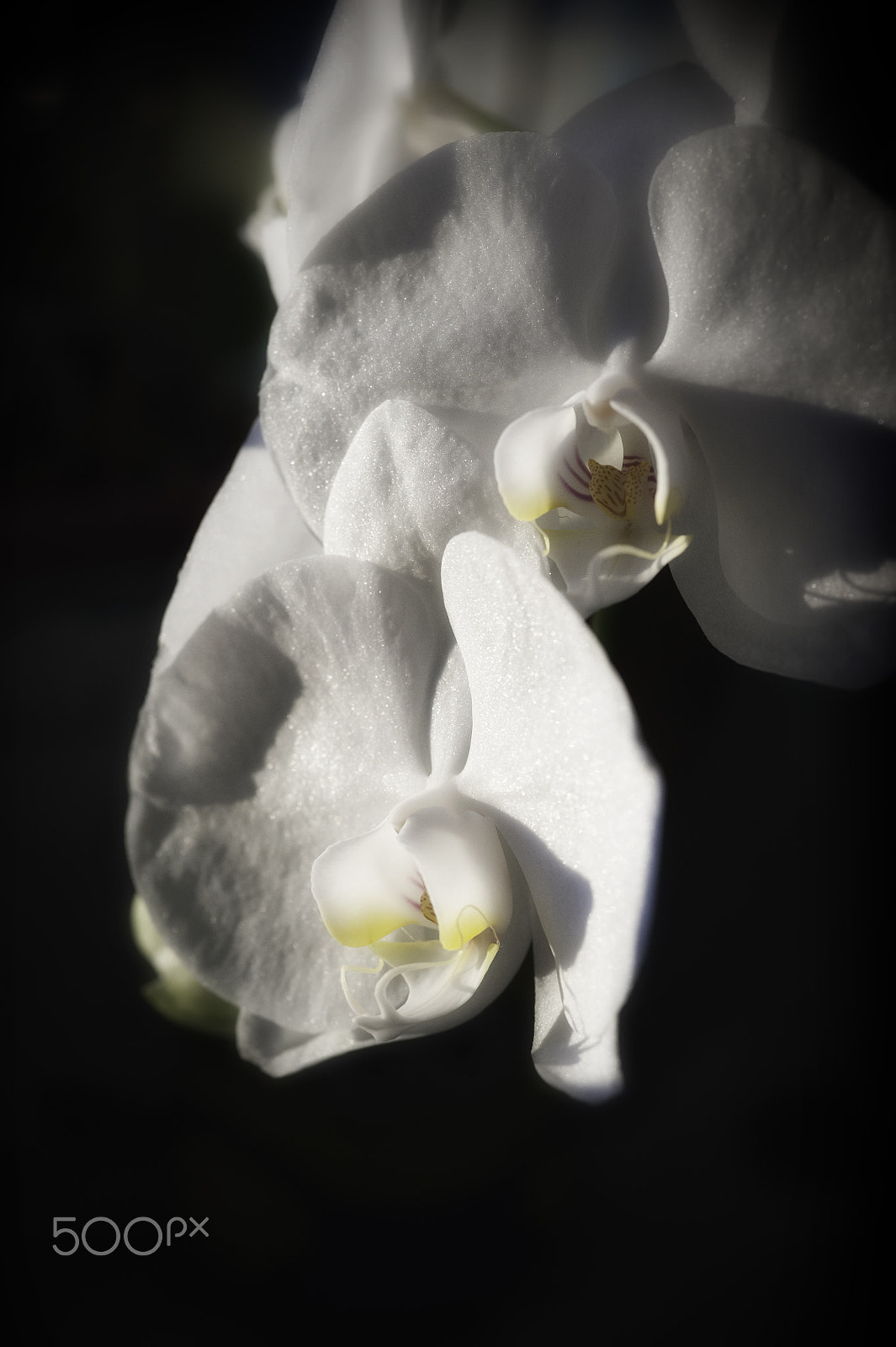 Tokina AT-X Pro 100mm F2.8 Macro sample photo. Orchid number three photography