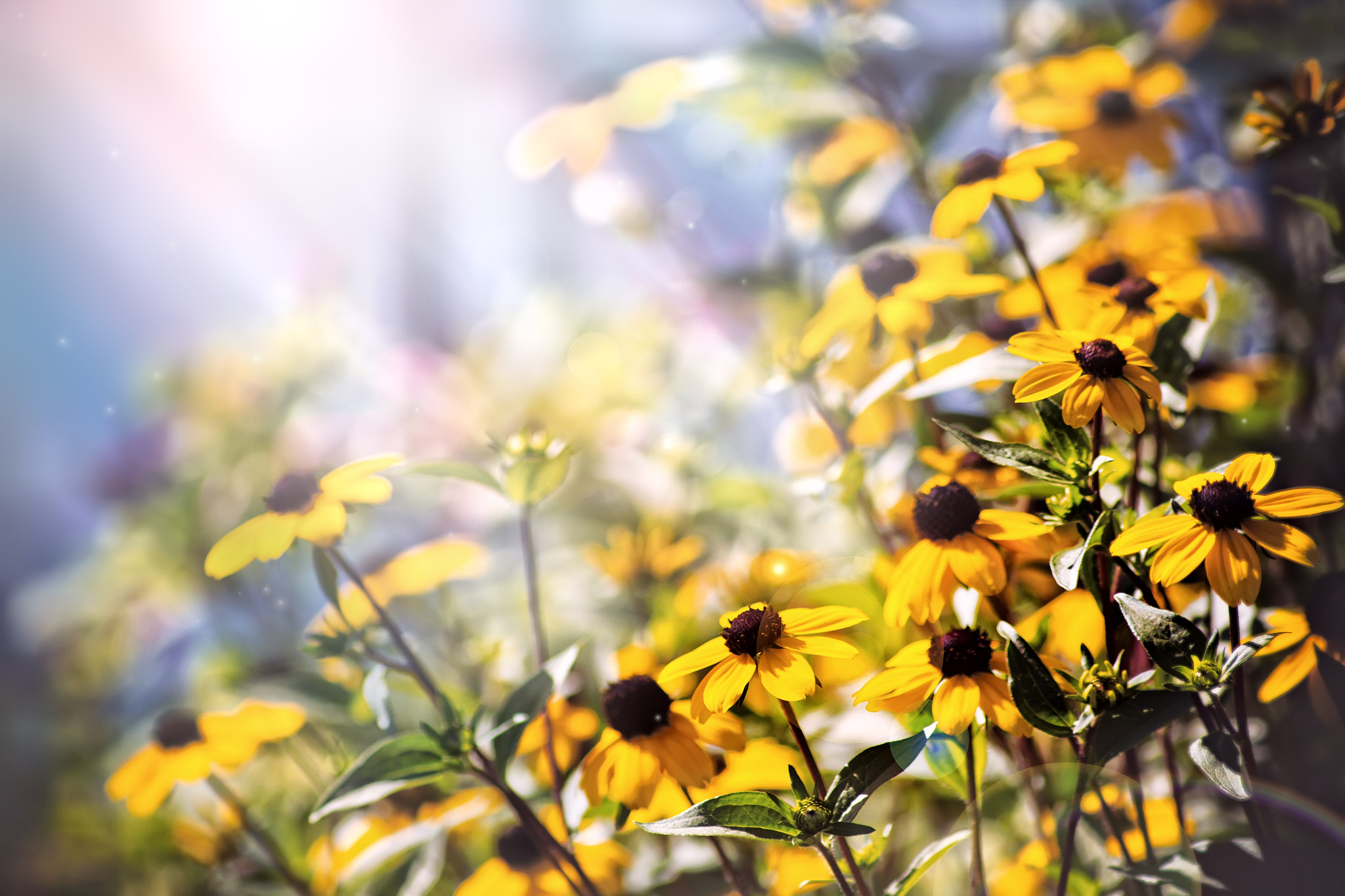 Canon EOS 60D sample photo. Img photography
