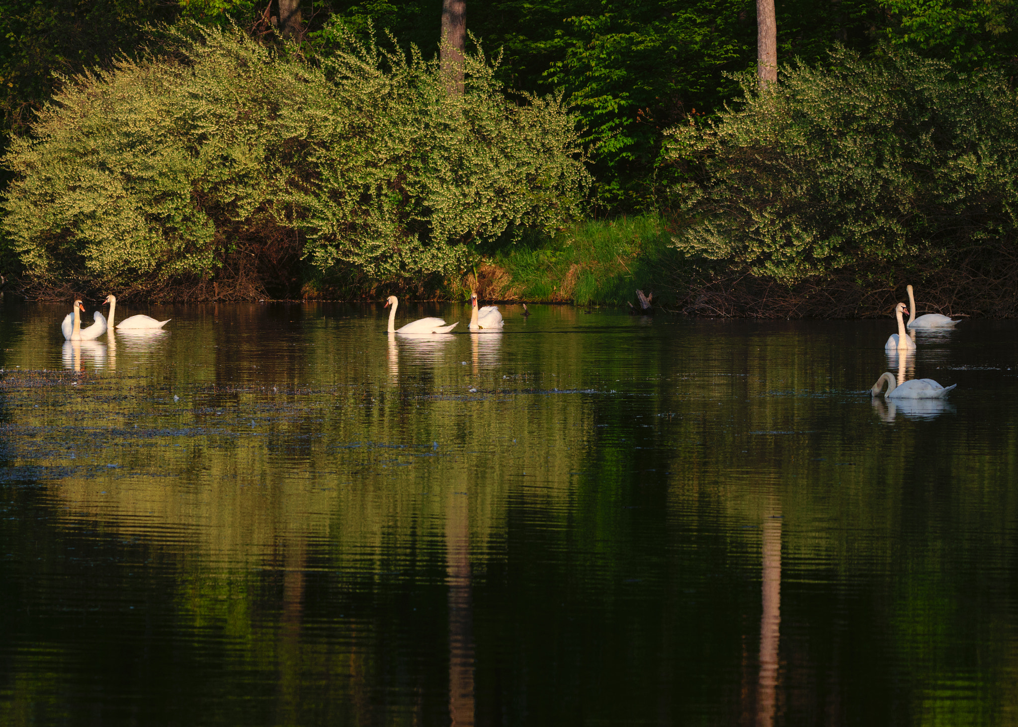 Nikon D3300 sample photo. Swan lake photography