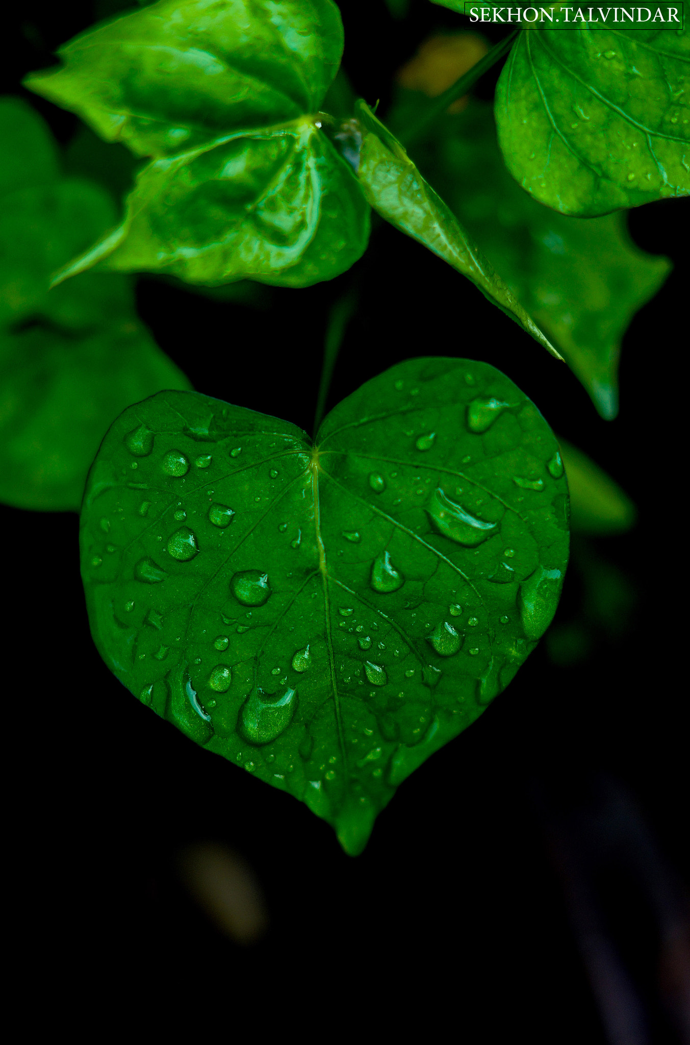 Sony SLT-A58 sample photo. The drops on heart photography