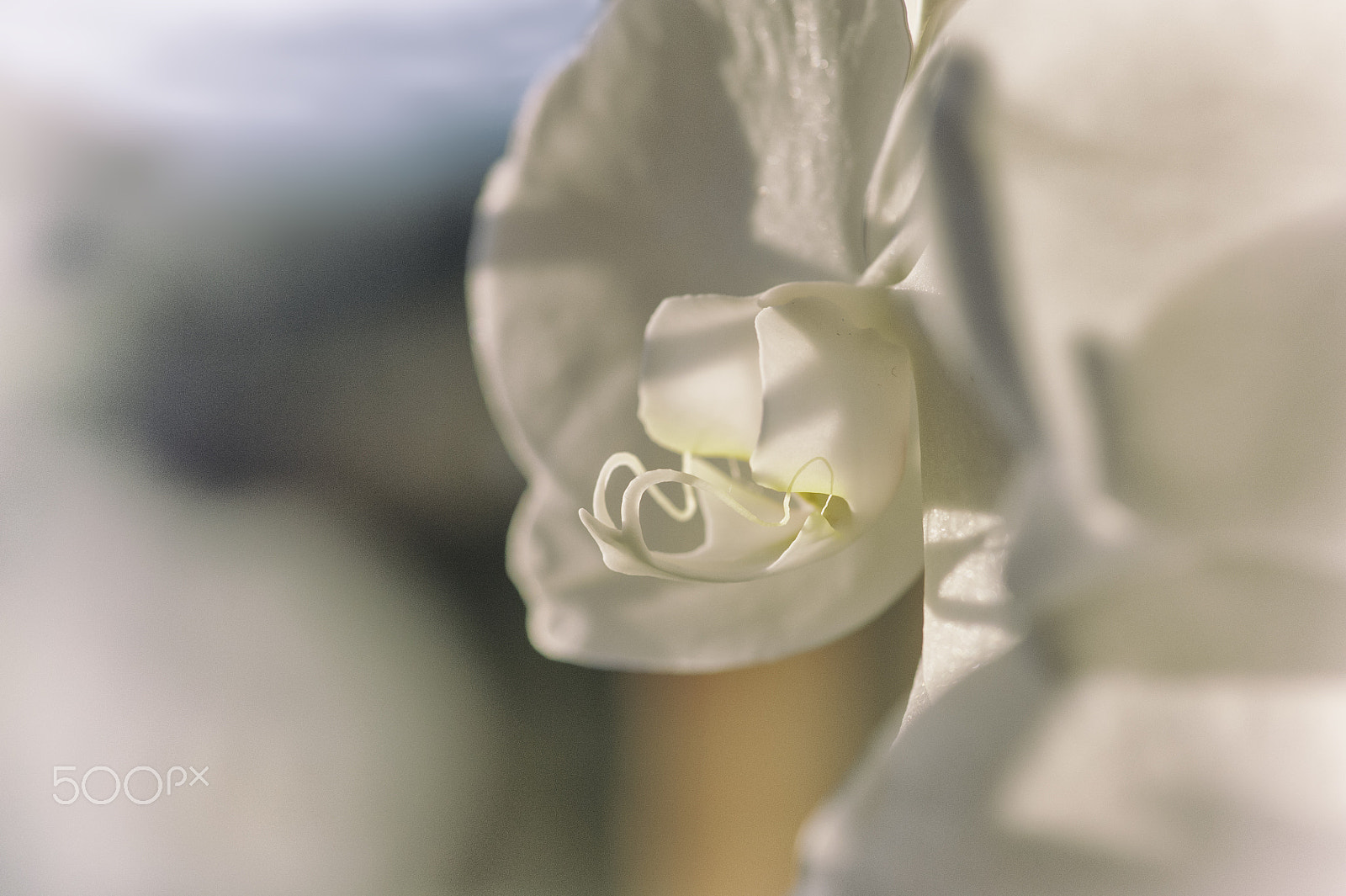 Tokina AT-X Pro 100mm F2.8 Macro sample photo. Orchid number four photography