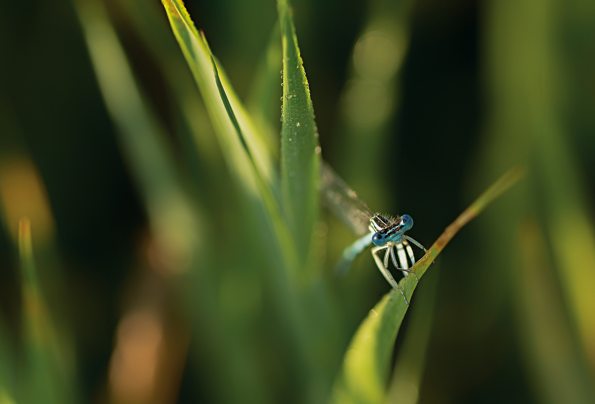 Canon EOS 60D + Tamron SP AF 90mm F2.8 Di Macro sample photo. 6345.jpg photography