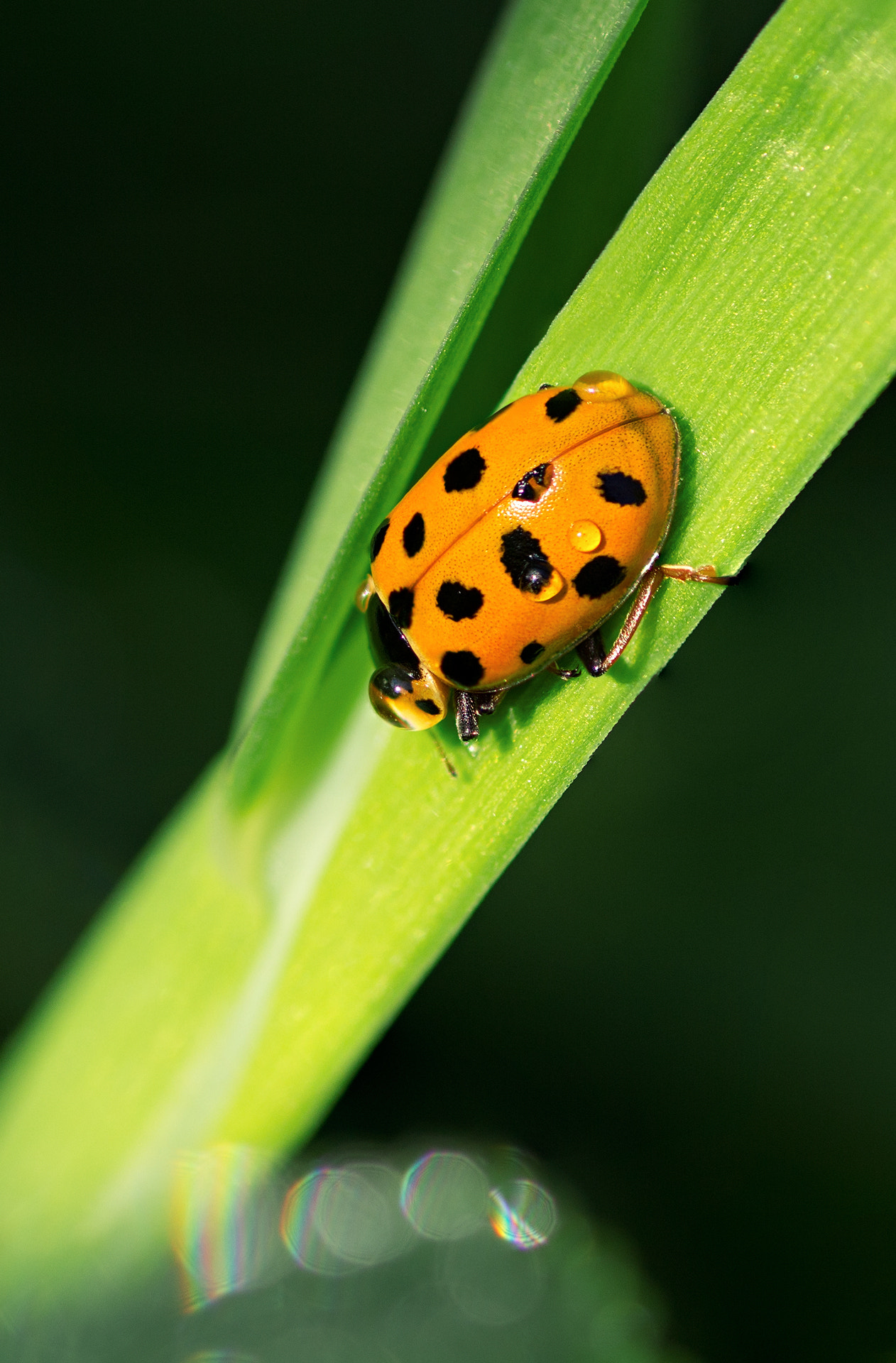 Canon EOS 60D + Tamron SP AF 90mm F2.8 Di Macro sample photo. 25454.jpg photography