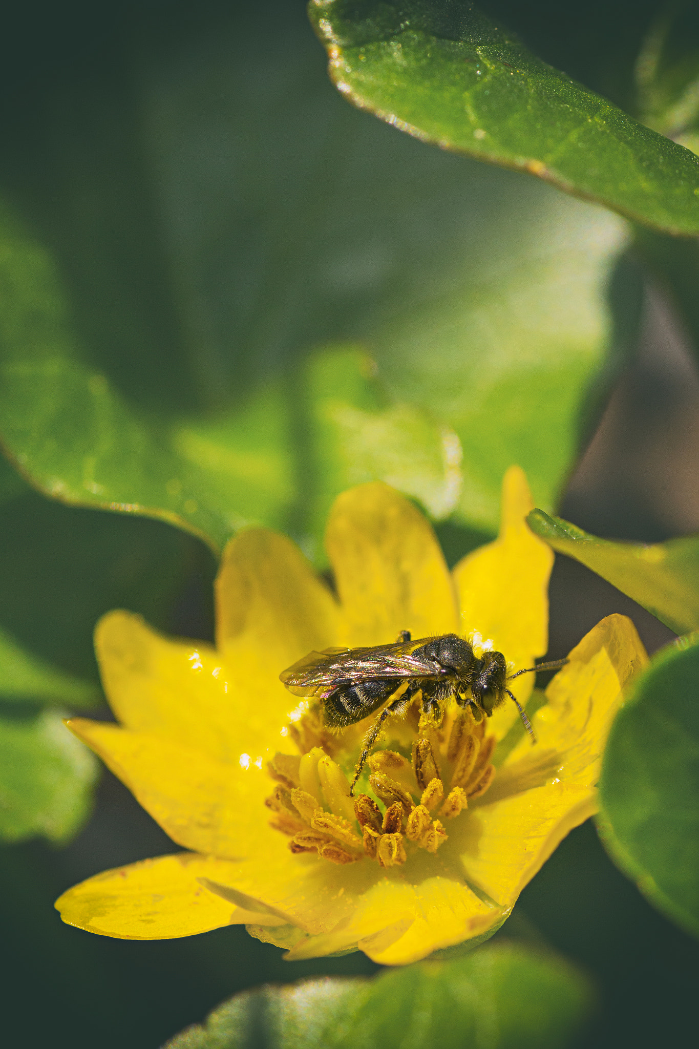 Canon EOS 60D + Tamron SP AF 90mm F2.8 Di Macro sample photo. Mg photography