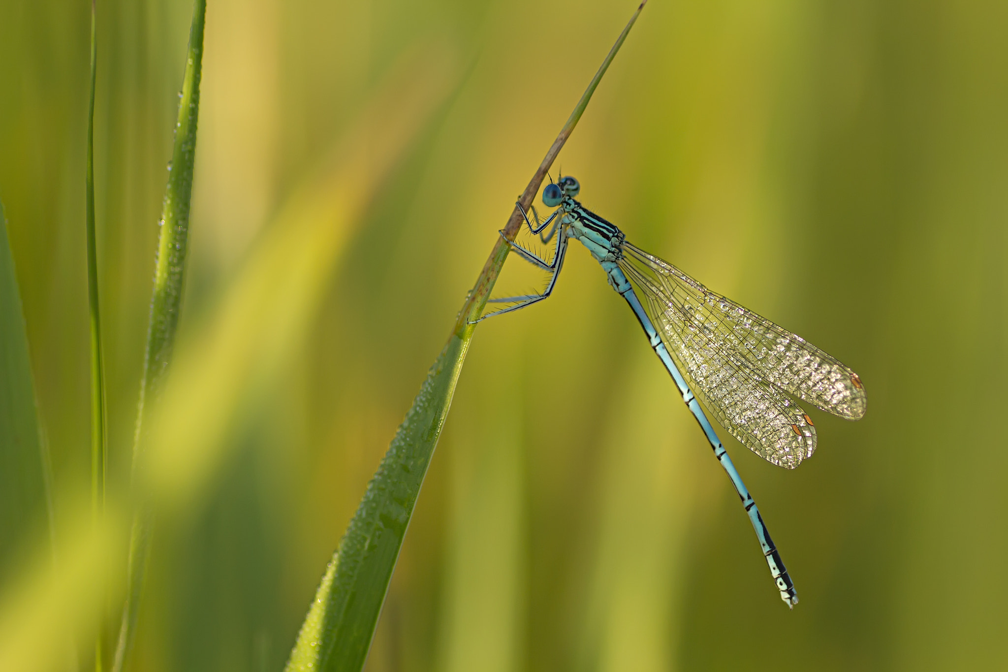 Canon EOS 60D + Tamron SP AF 90mm F2.8 Di Macro sample photo. Img photography