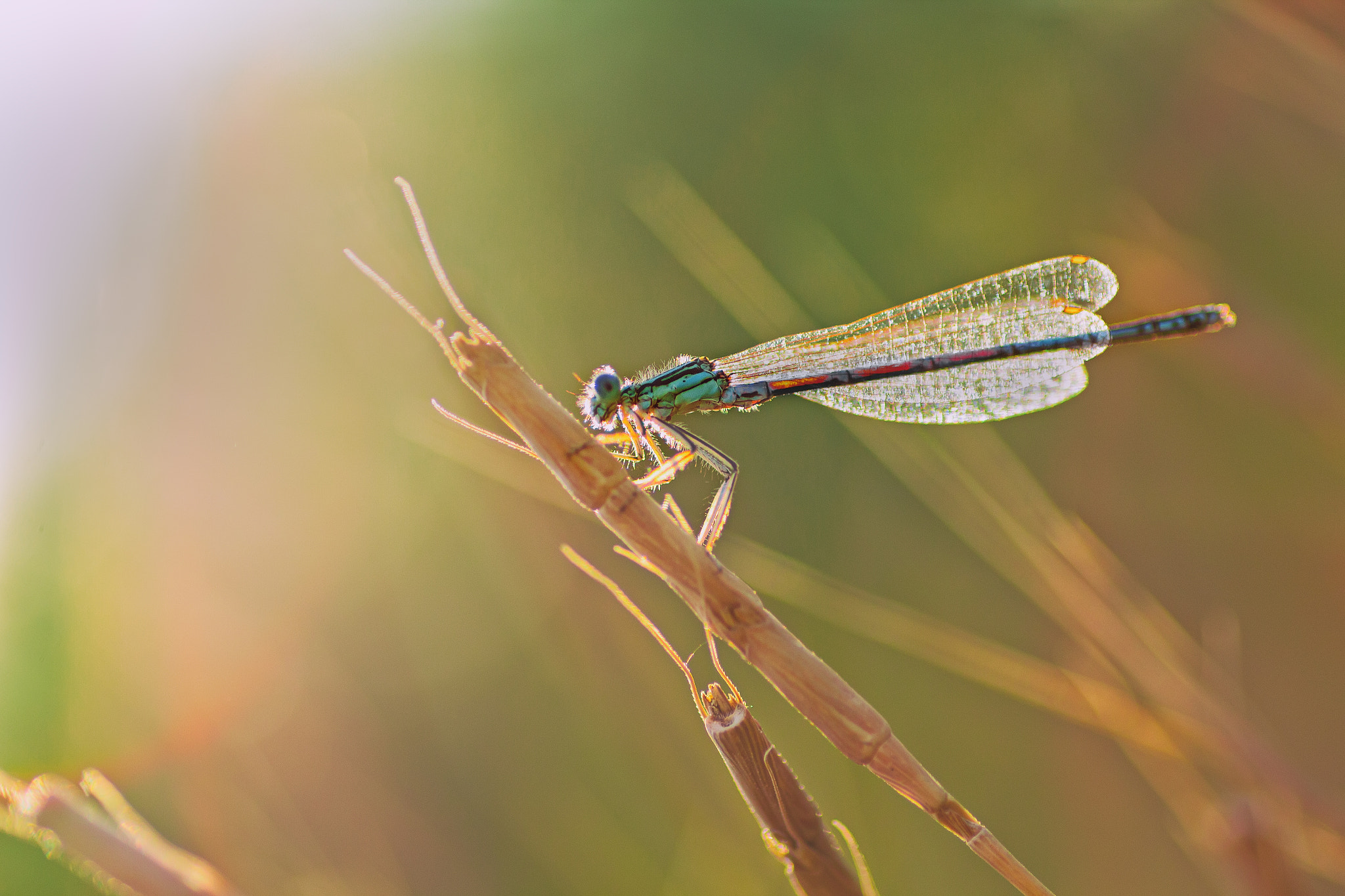 Canon EOS 60D + Tamron SP AF 90mm F2.8 Di Macro sample photo. Img photography