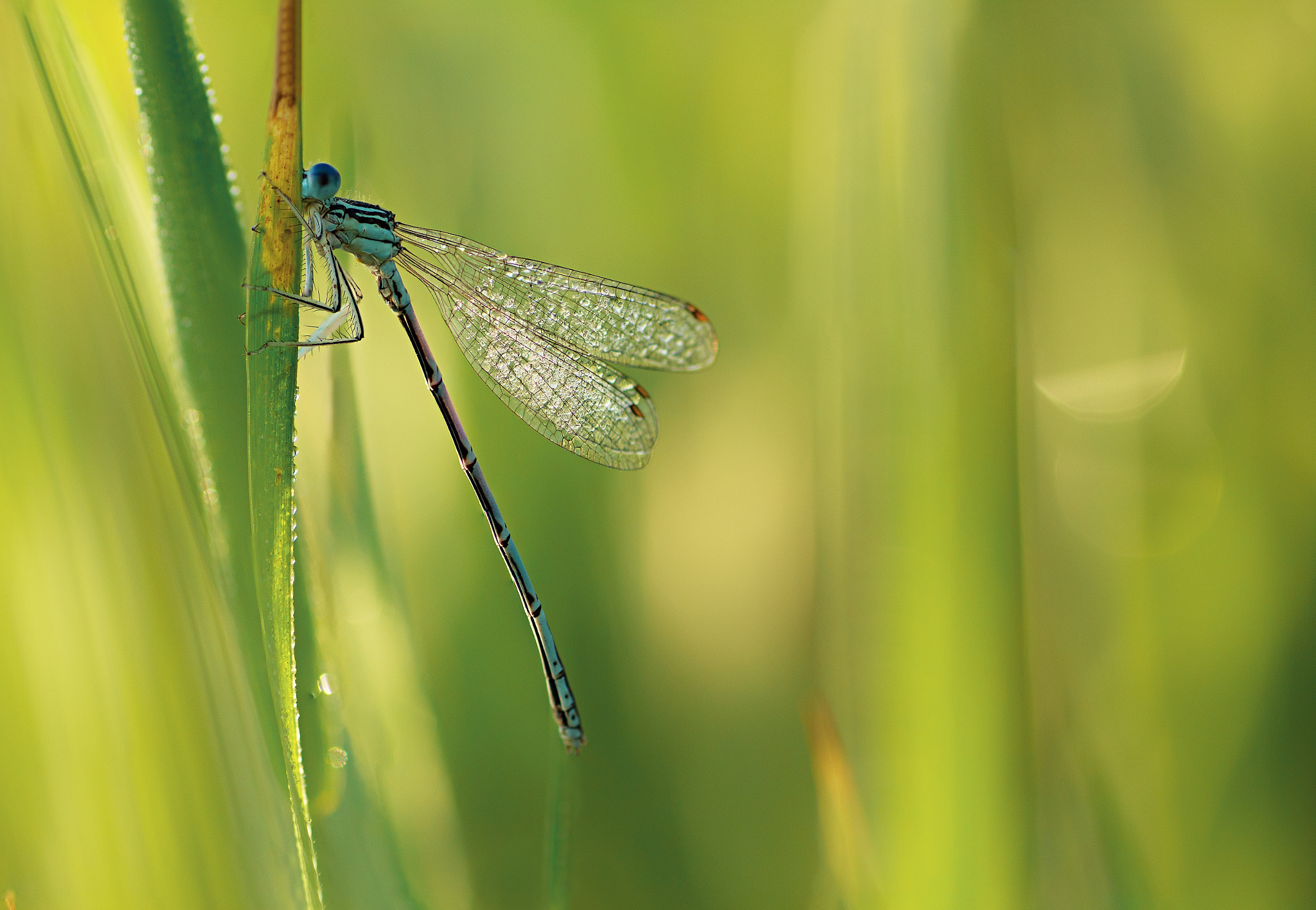 Canon EOS 60D + Tamron SP AF 90mm F2.8 Di Macro sample photo. 7545634.jpg photography