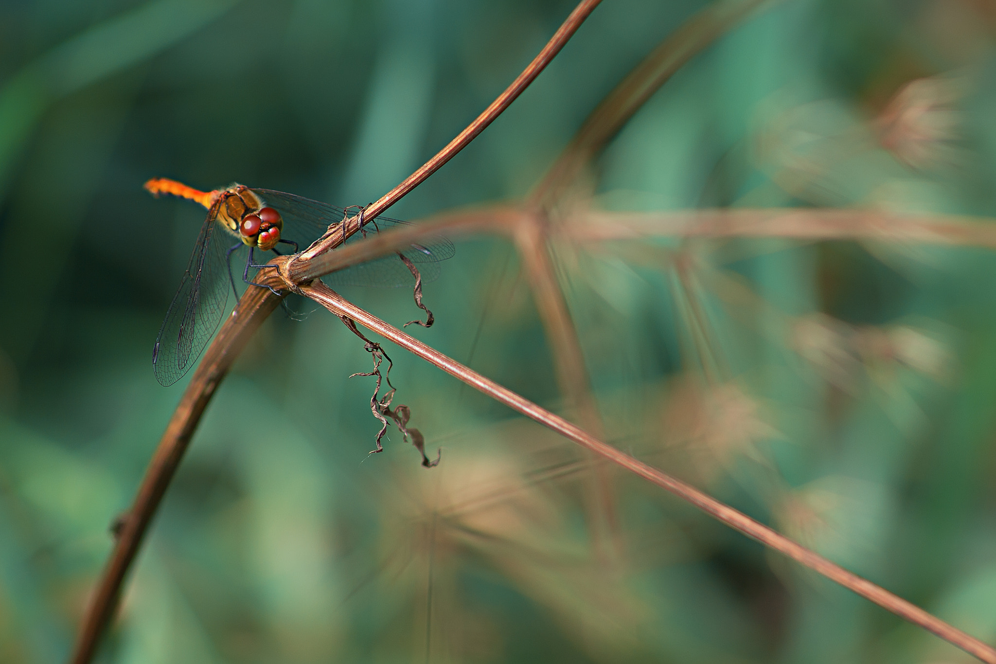 Canon EOS 60D sample photo. Img photography