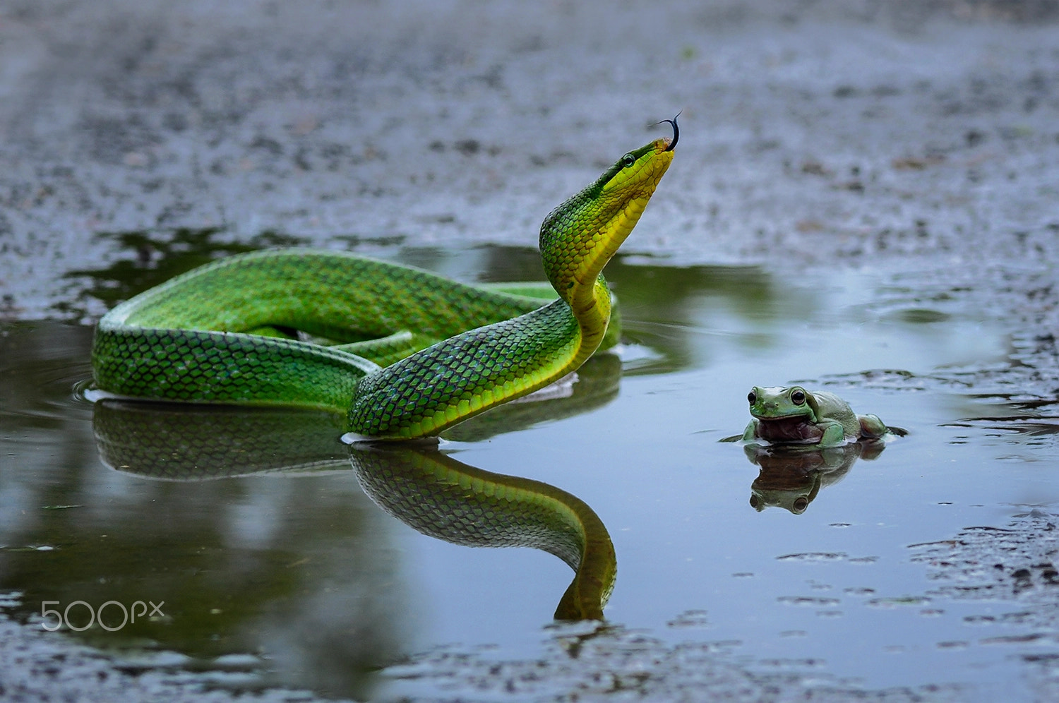 Nikon AF-S Micro-Nikkor 105mm F2.8G IF-ED VR sample photo. Snake and frog, snake, frog, dumpy frog photography