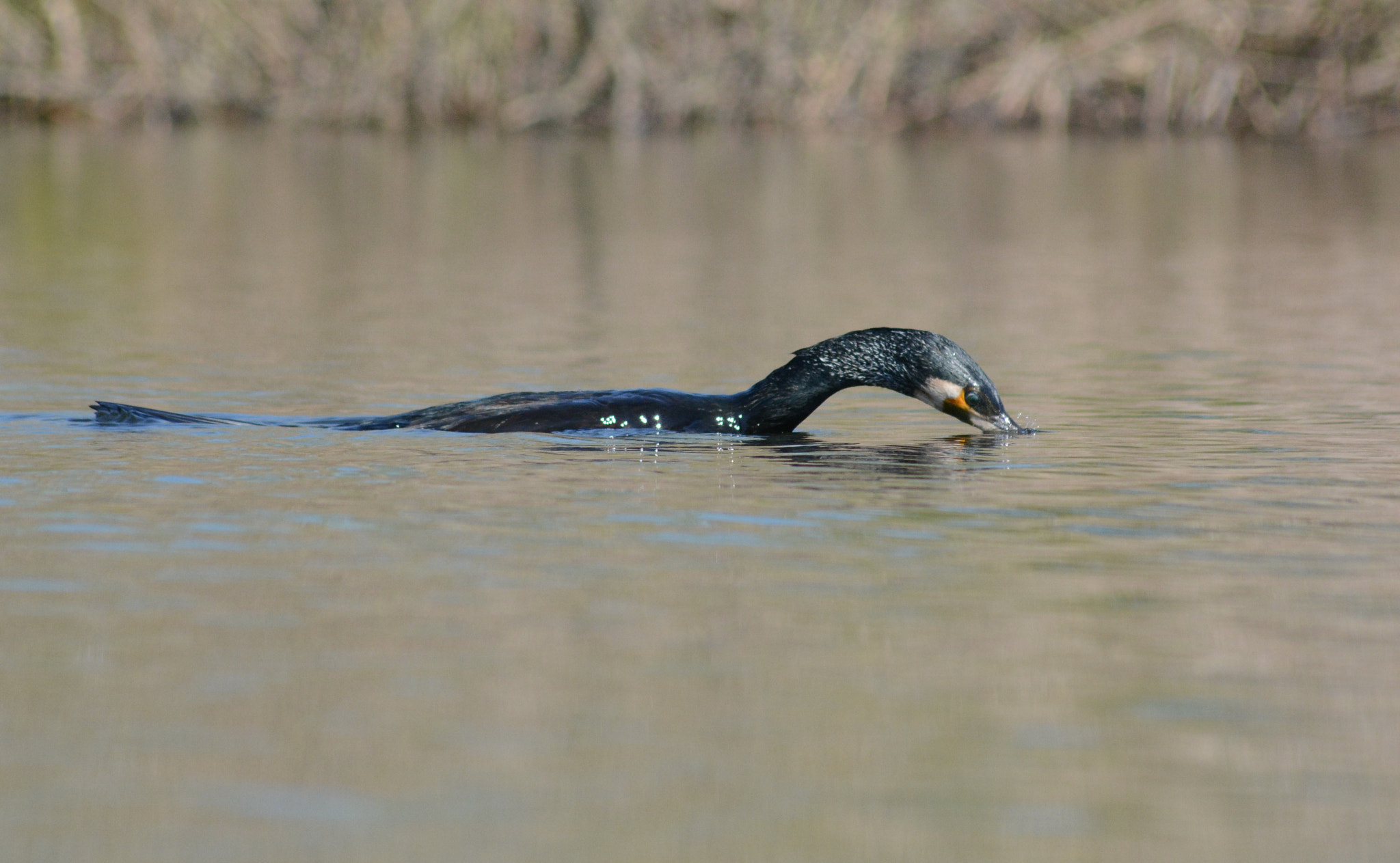 Nikon D7100 sample photo. Great cormorant : the fishing photography