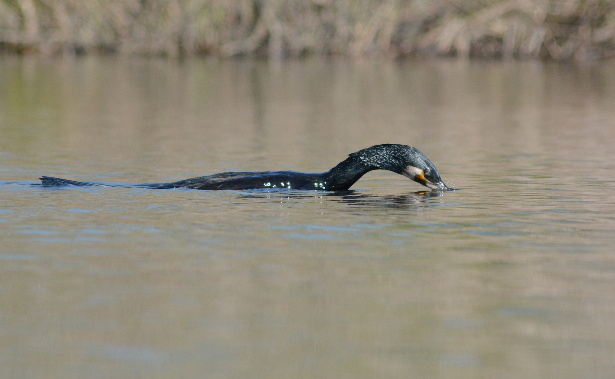 Sigma 70-300mm F4-5.6 APO DG Macro sample photo. Great cormorant : the fishing photography