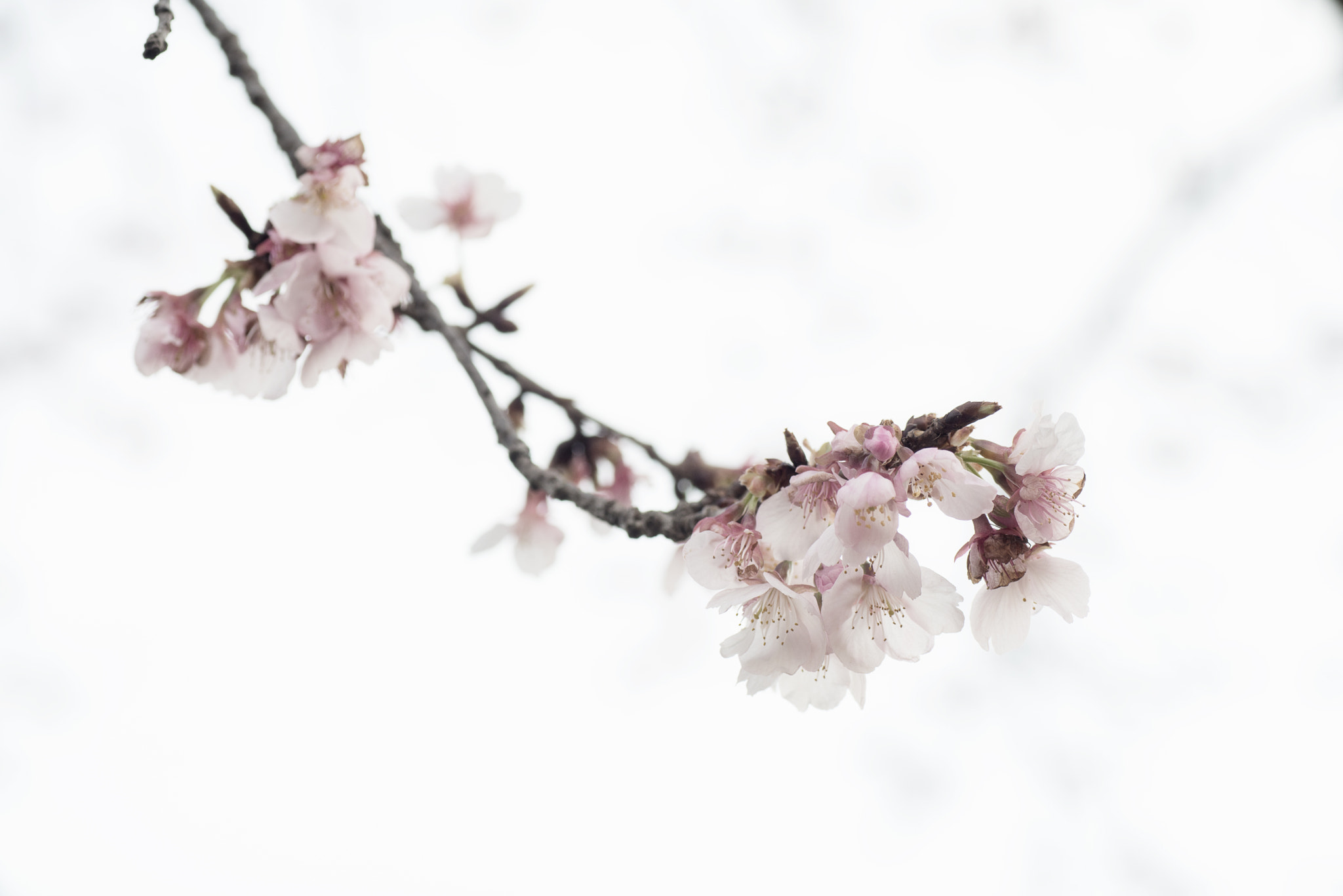 Nikon D800 sample photo. Sakura photography