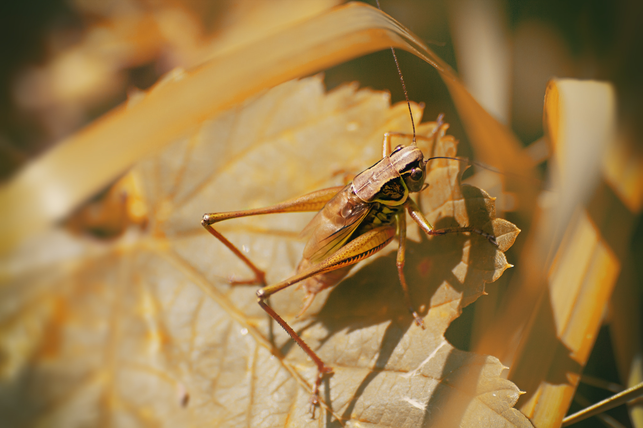 Canon EOS 60D sample photo. Img photography