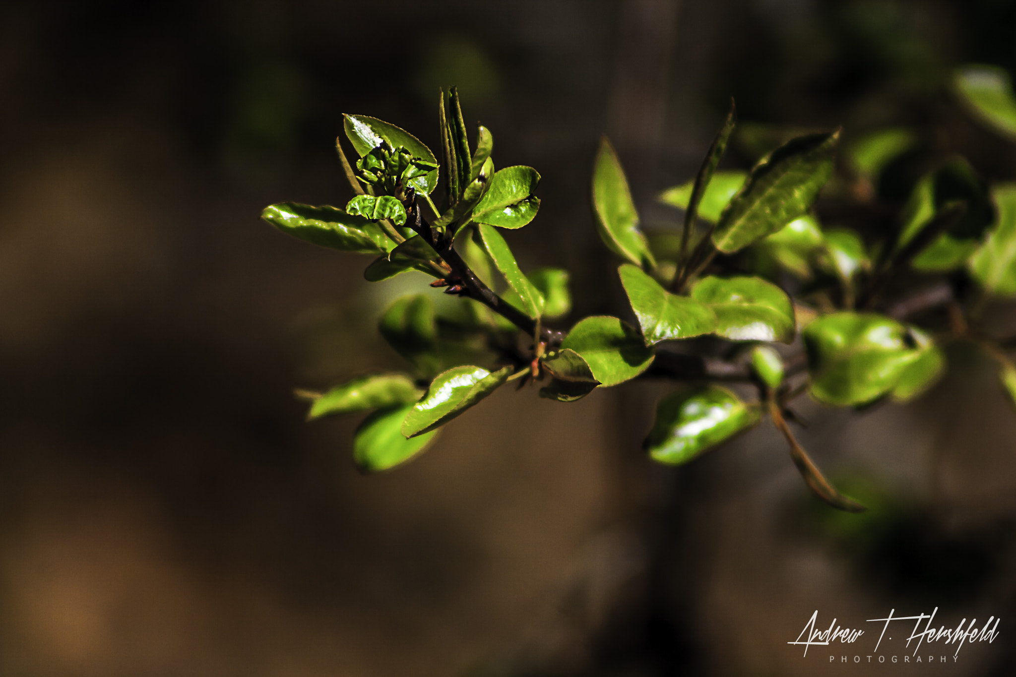 EF75-300mm f/4-5.6 sample photo. Spring is here photography