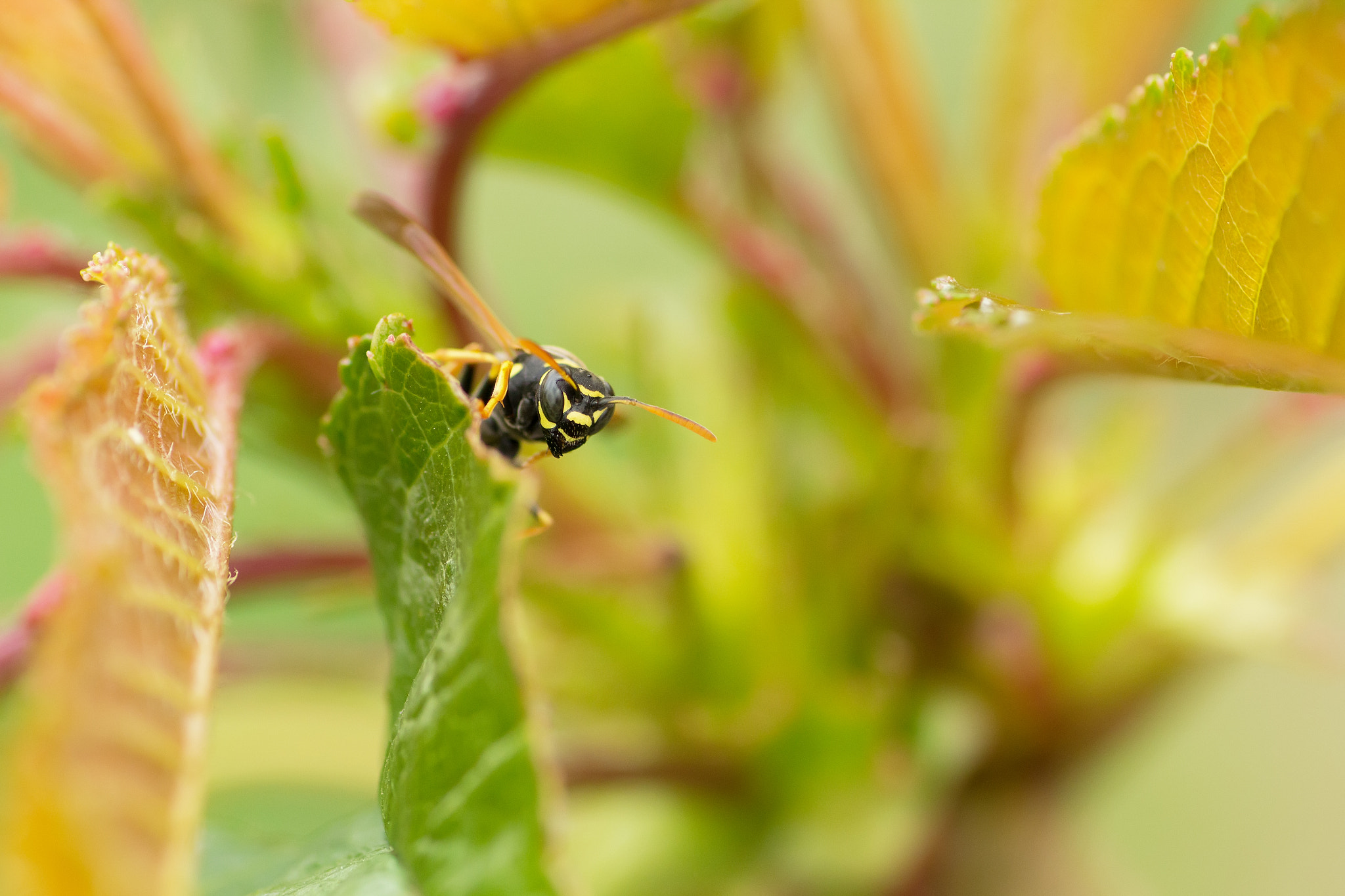 Canon EOS 60D + Tamron SP AF 90mm F2.8 Di Macro sample photo. Img photography