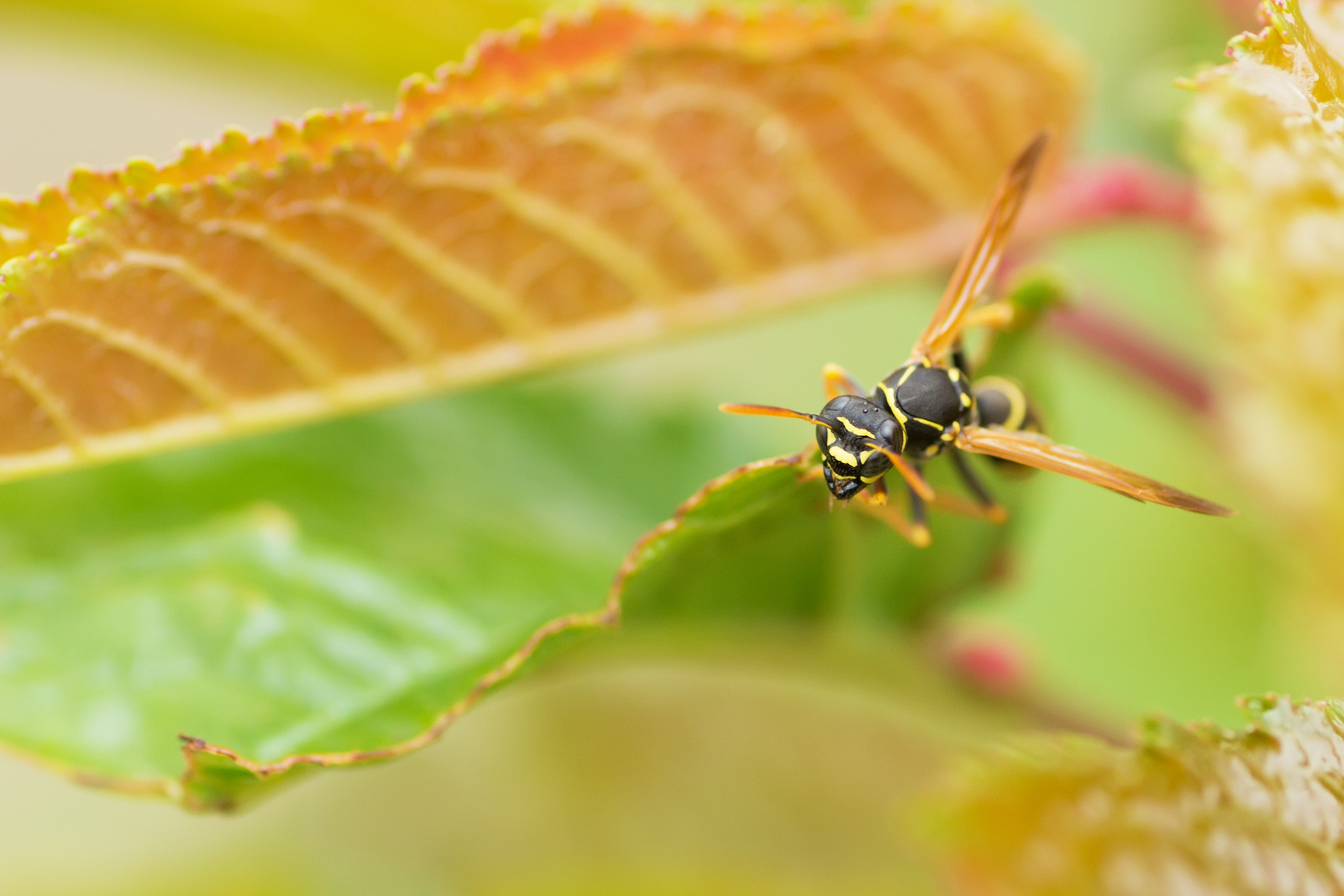 Canon EOS 60D + Tamron SP AF 90mm F2.8 Di Macro sample photo. Img photography